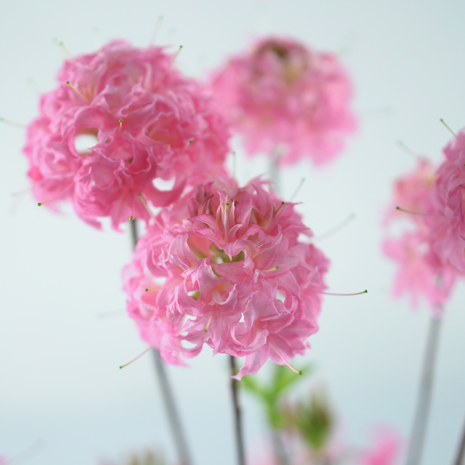 AZALEA 'HOMEBUSH' Azalia, Rododendron