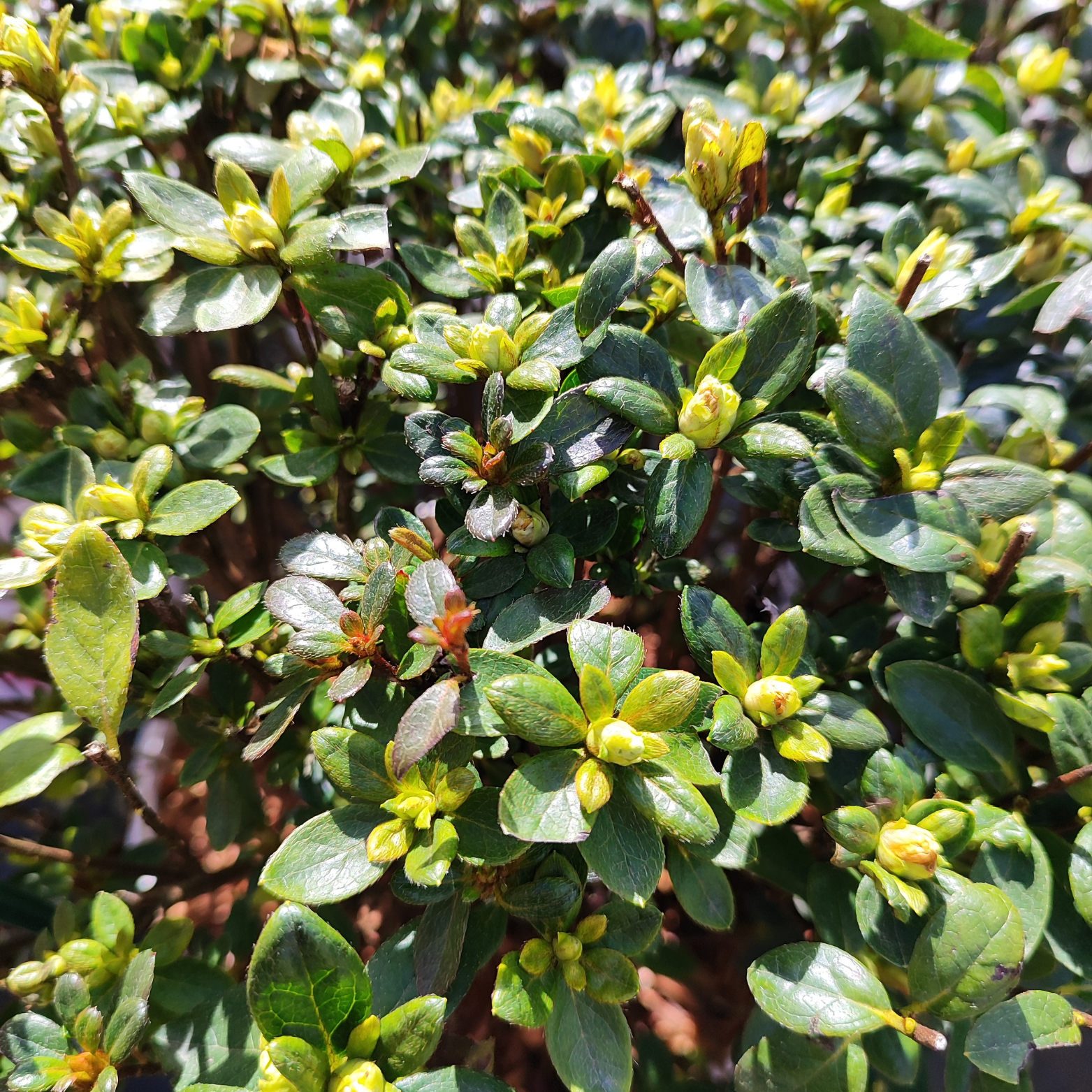 AZALEA JAPONICA 'SCHNEEPERLE' Azalia