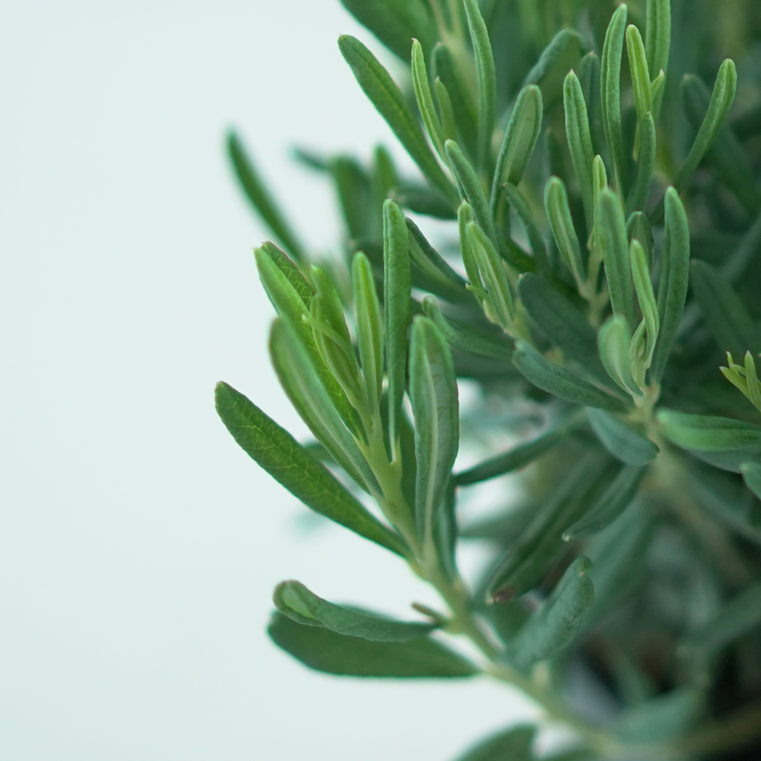 ANDROMEDA POLIFOLIA 'Blue Ice'