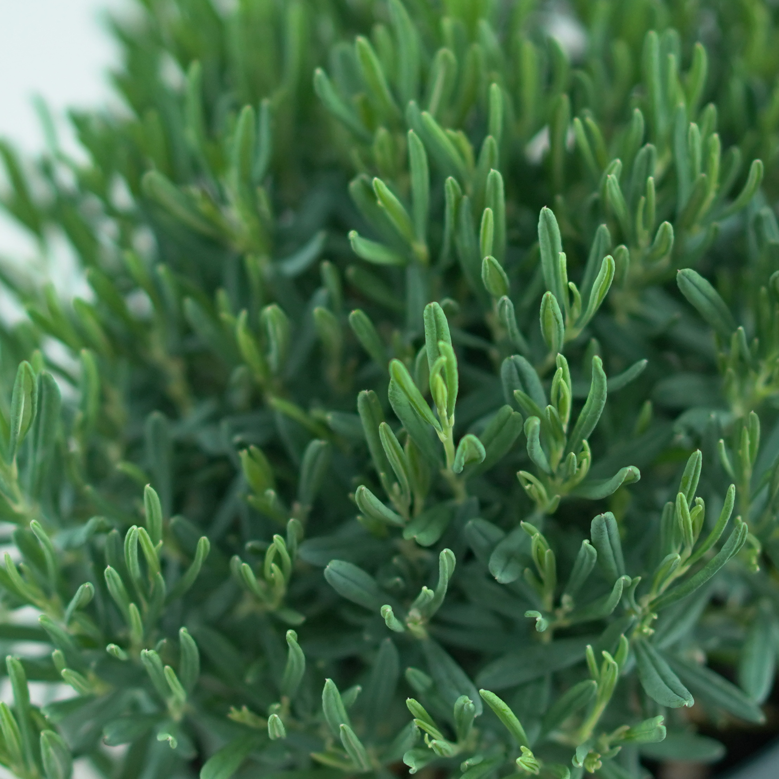 ANDROMEDA POLIFOLIA 'Blue Ice'