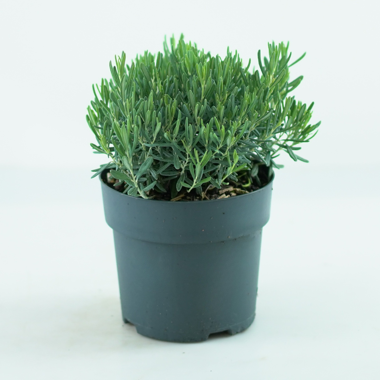 ANDROMEDA POLIFOLIA 'Blue Ice'
