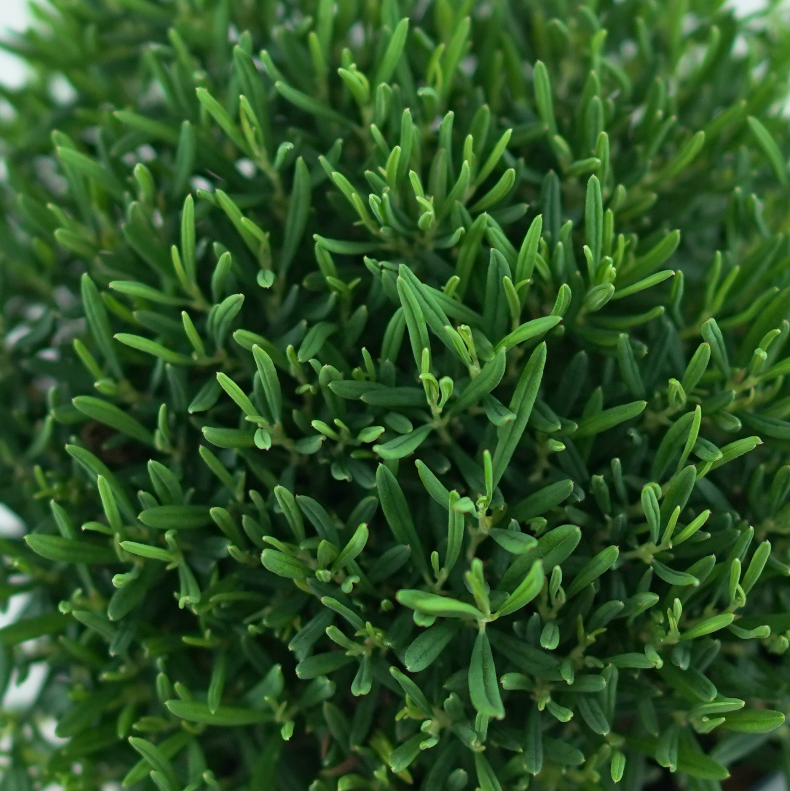 ANDROMEDA POLIFOLIA 'Compacta' Modrzewnica pospolita