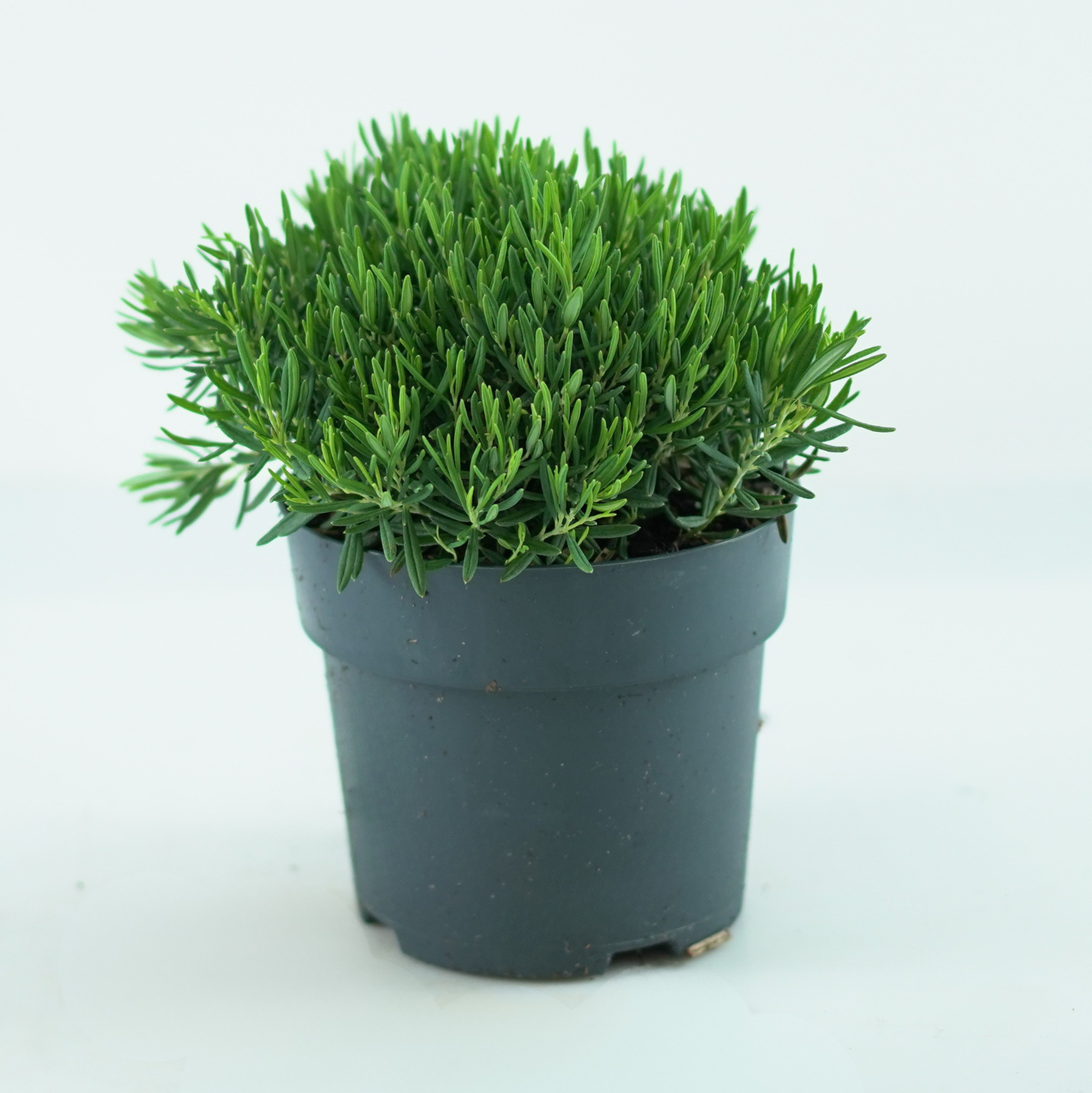 ANDROMEDA POLIFOLIA 'Compacta' Modrzewnica pospolita