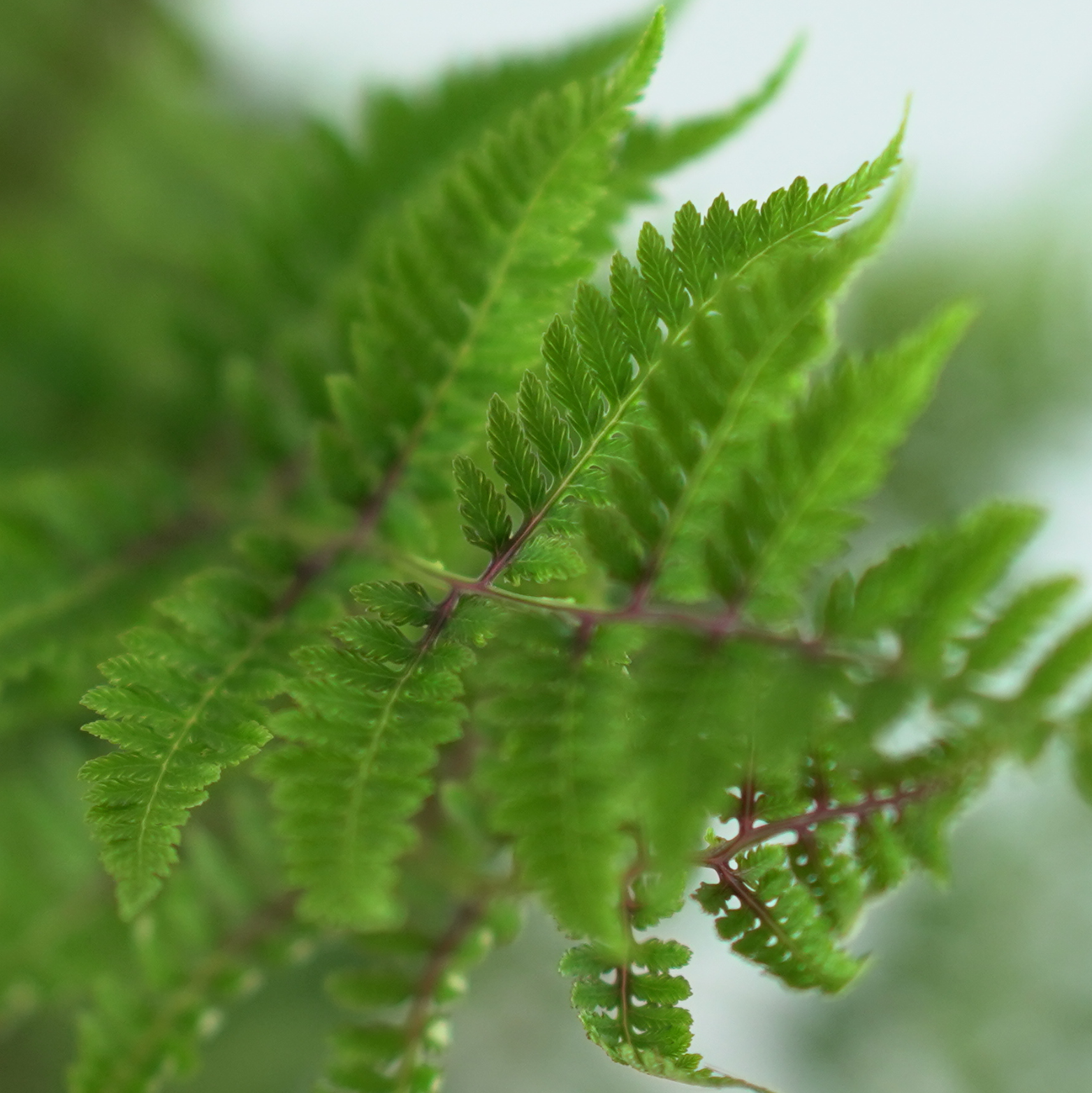 ATHYRIUM NIPONICUM 'URSULA RED' Wietlica japońska