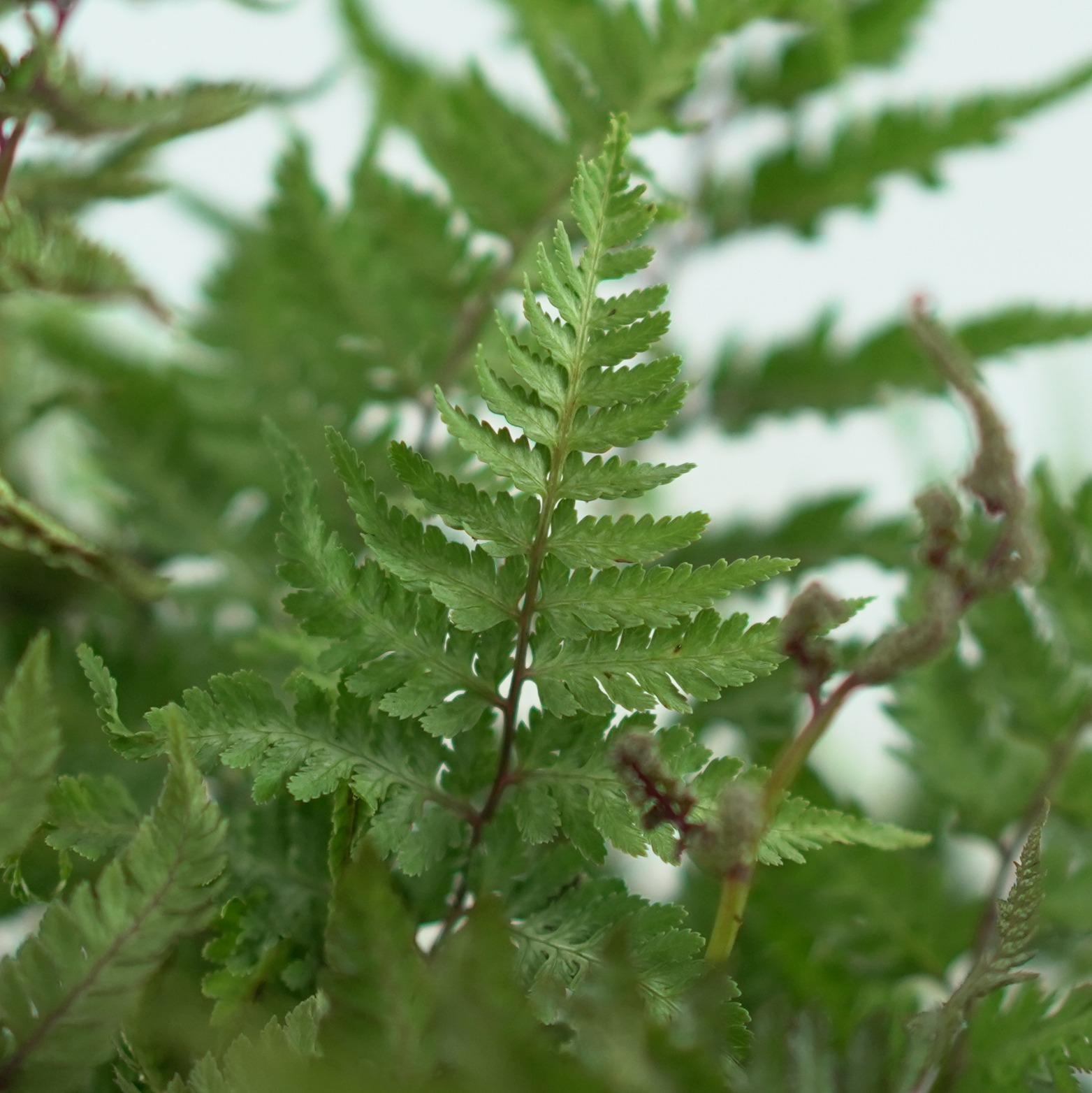 ATHYRIUM NIPONICUM 'URSULA RED' Wietlica japońska