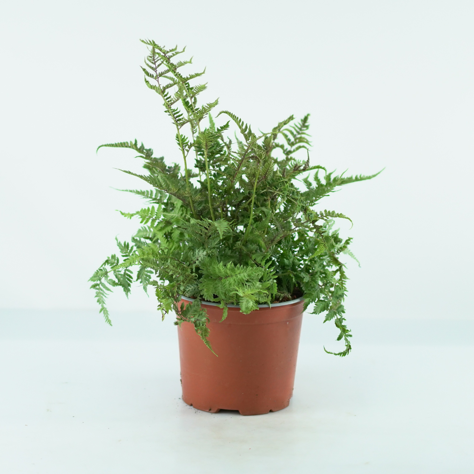 ATHYRIUM NIPONICUM 'URSULA RED' Wietlica japońska