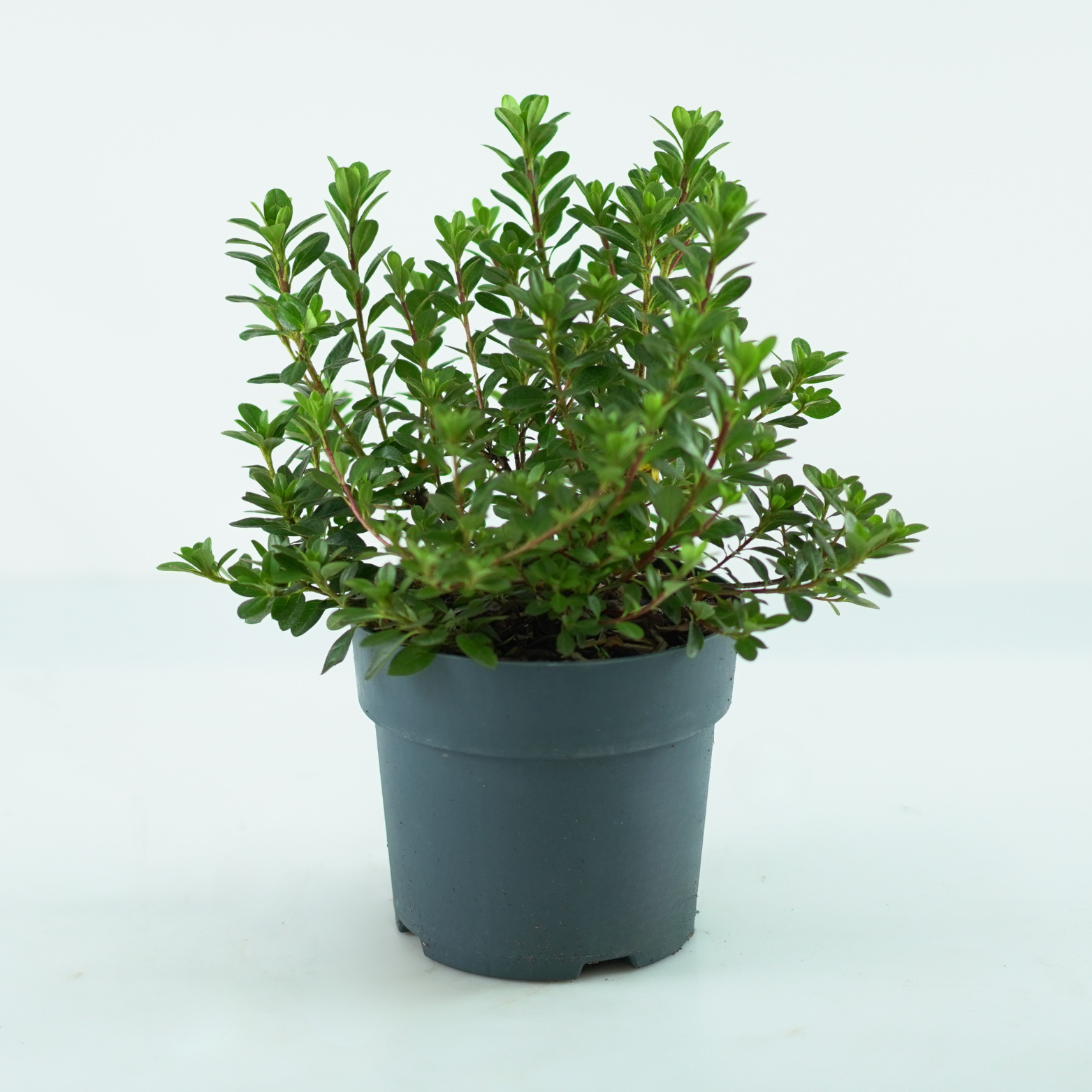 AZALEA JAPONICA 'Anne Frank'