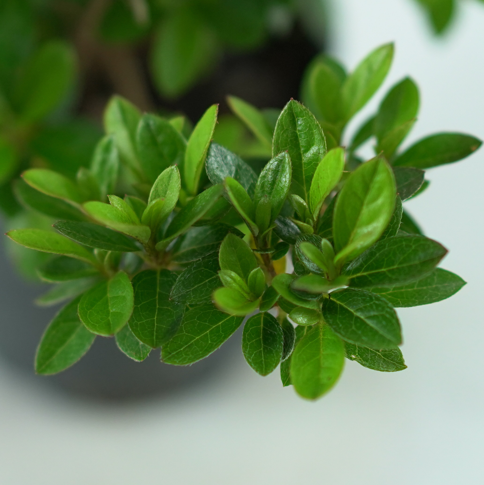 Azalea japonica ‘Kromeriz’