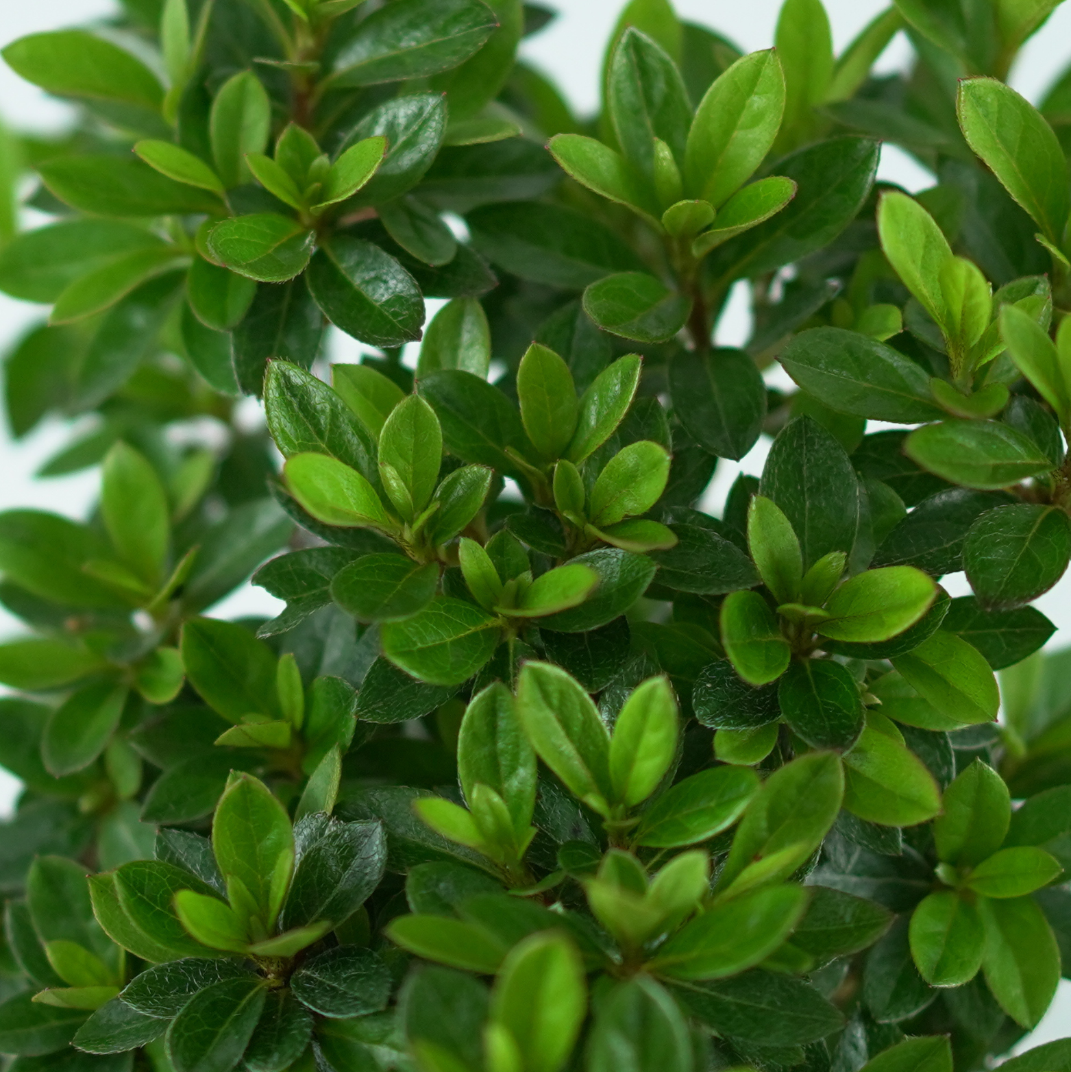 Azalea japonica ‘Kromeriz’