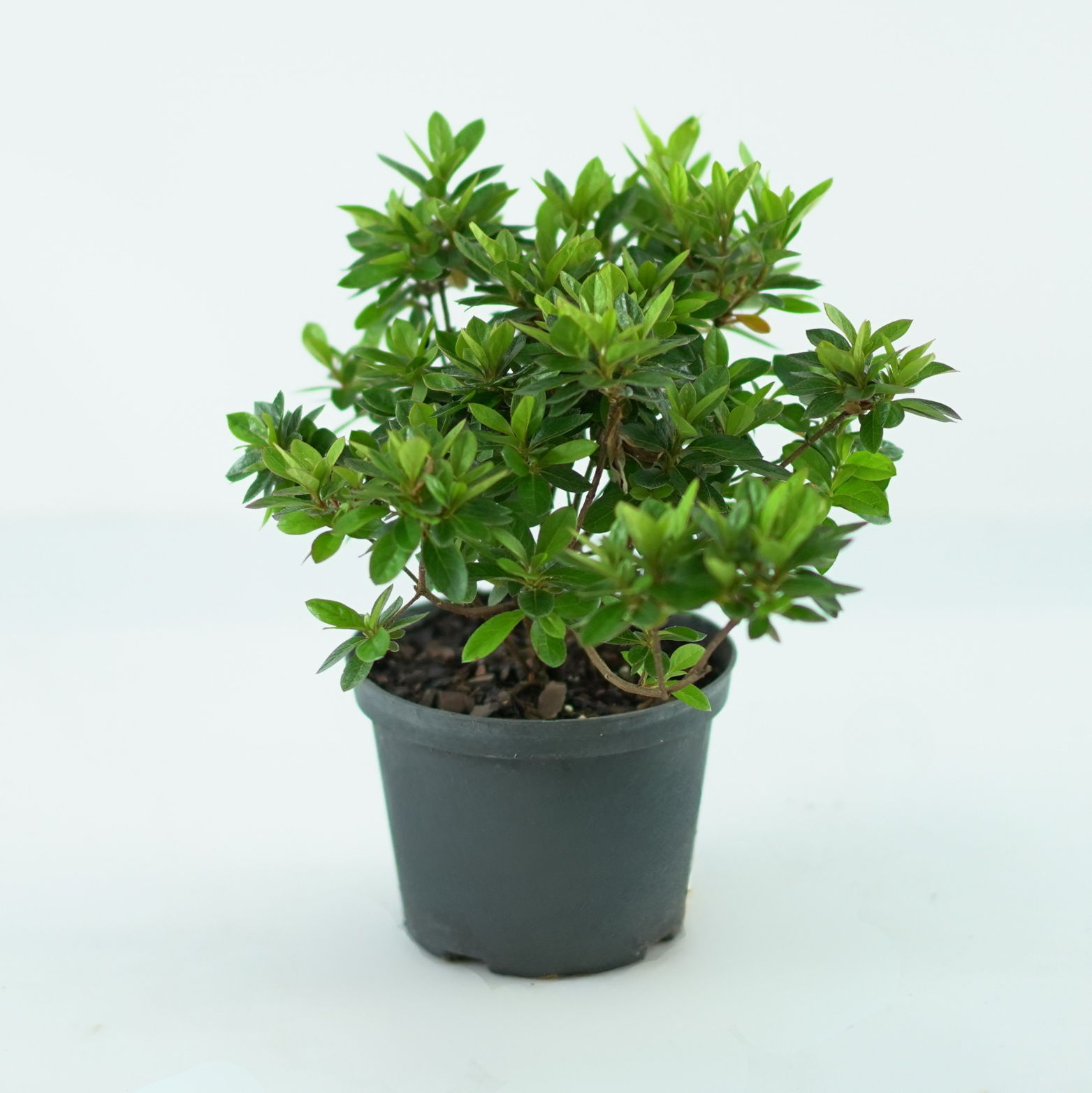 Azalea japonica ‘Kromeriz’