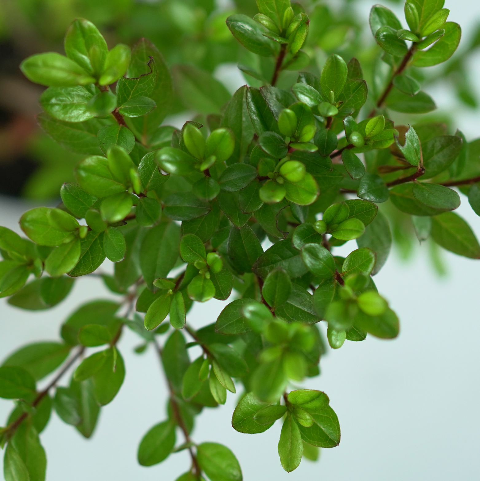 Azalea japonica ‘Maruschka’