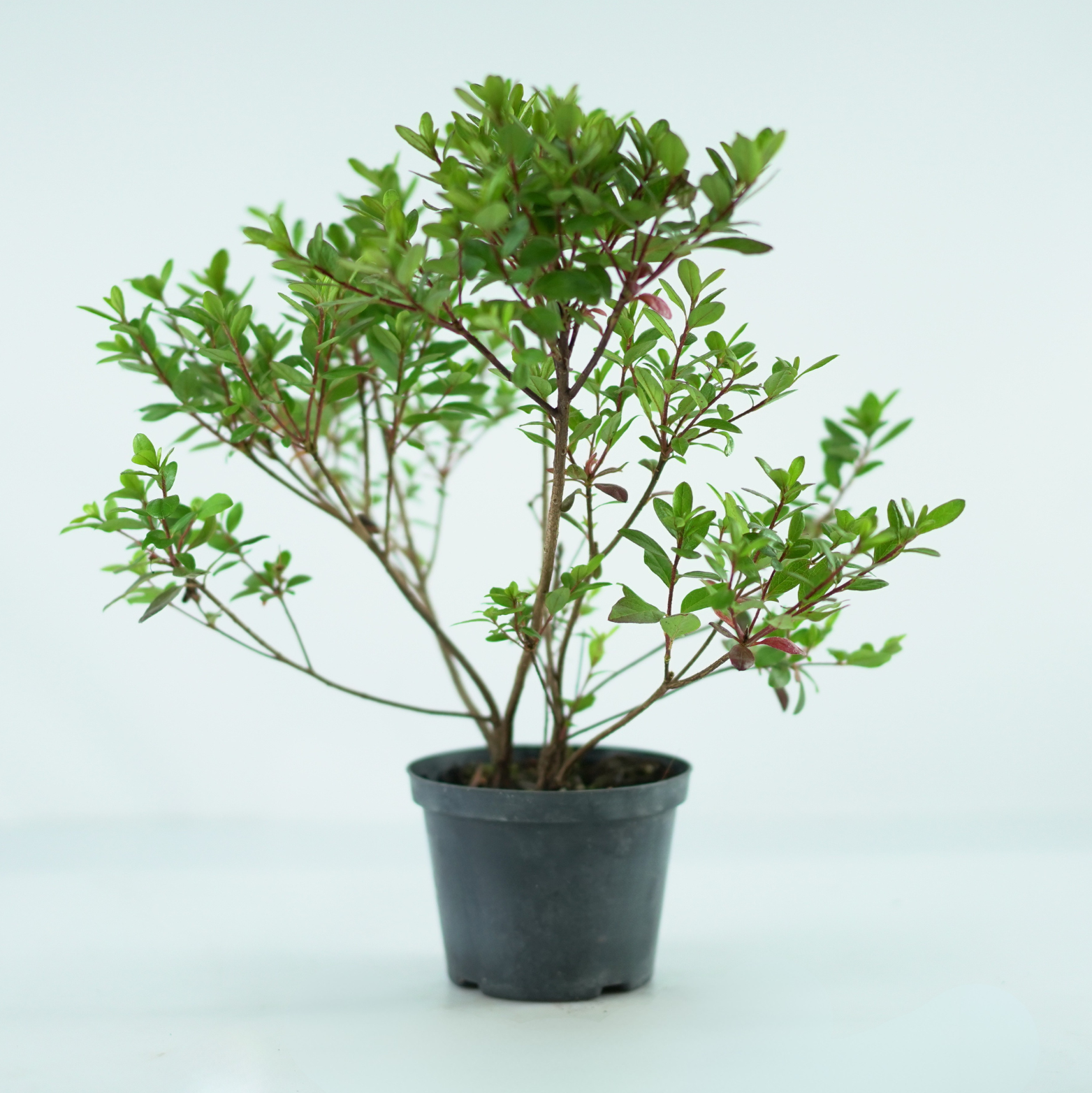 Azalea japonica ‘Maruschka’