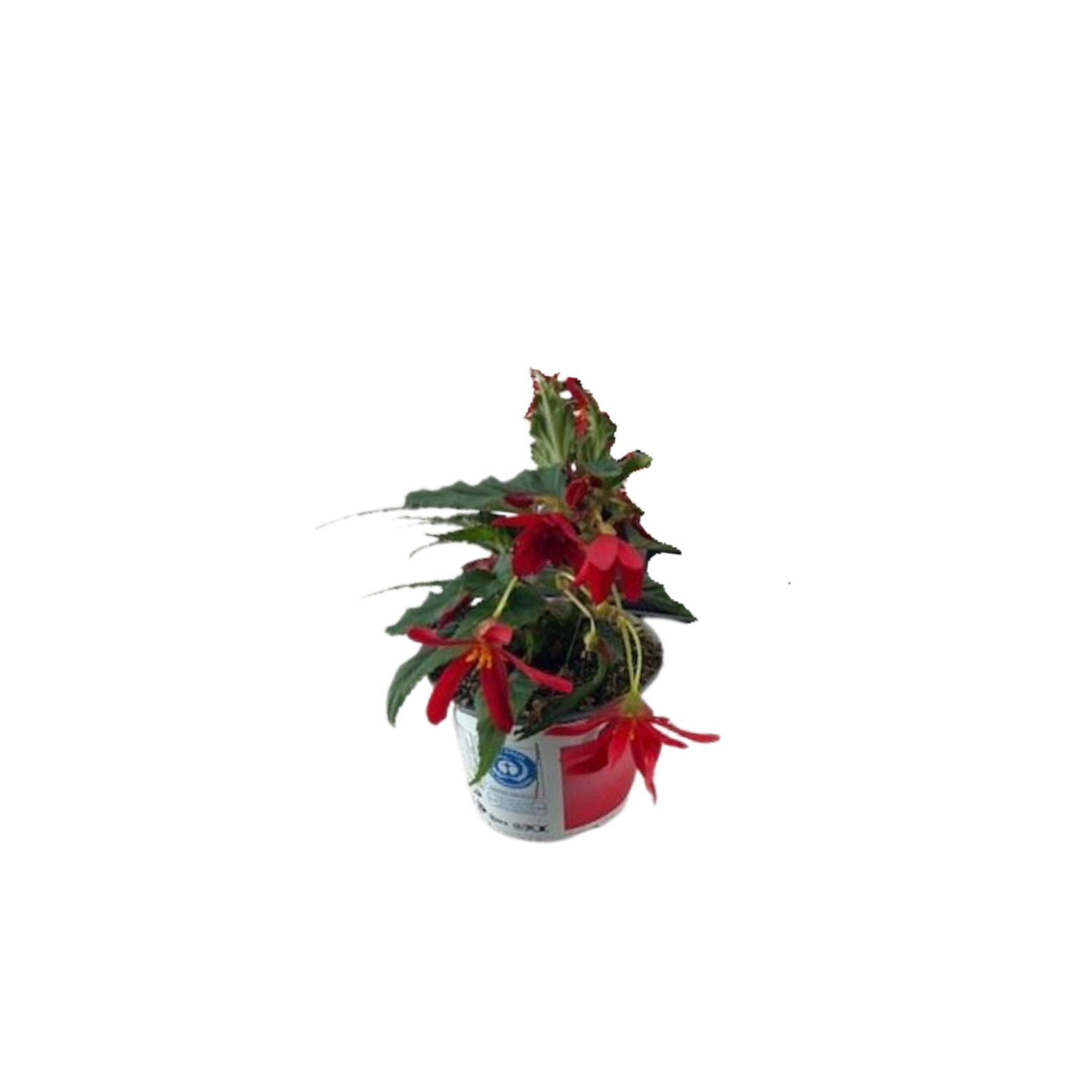 BEGONIA BOLIVIENSIS 'WATERFALL' Red, Begonia