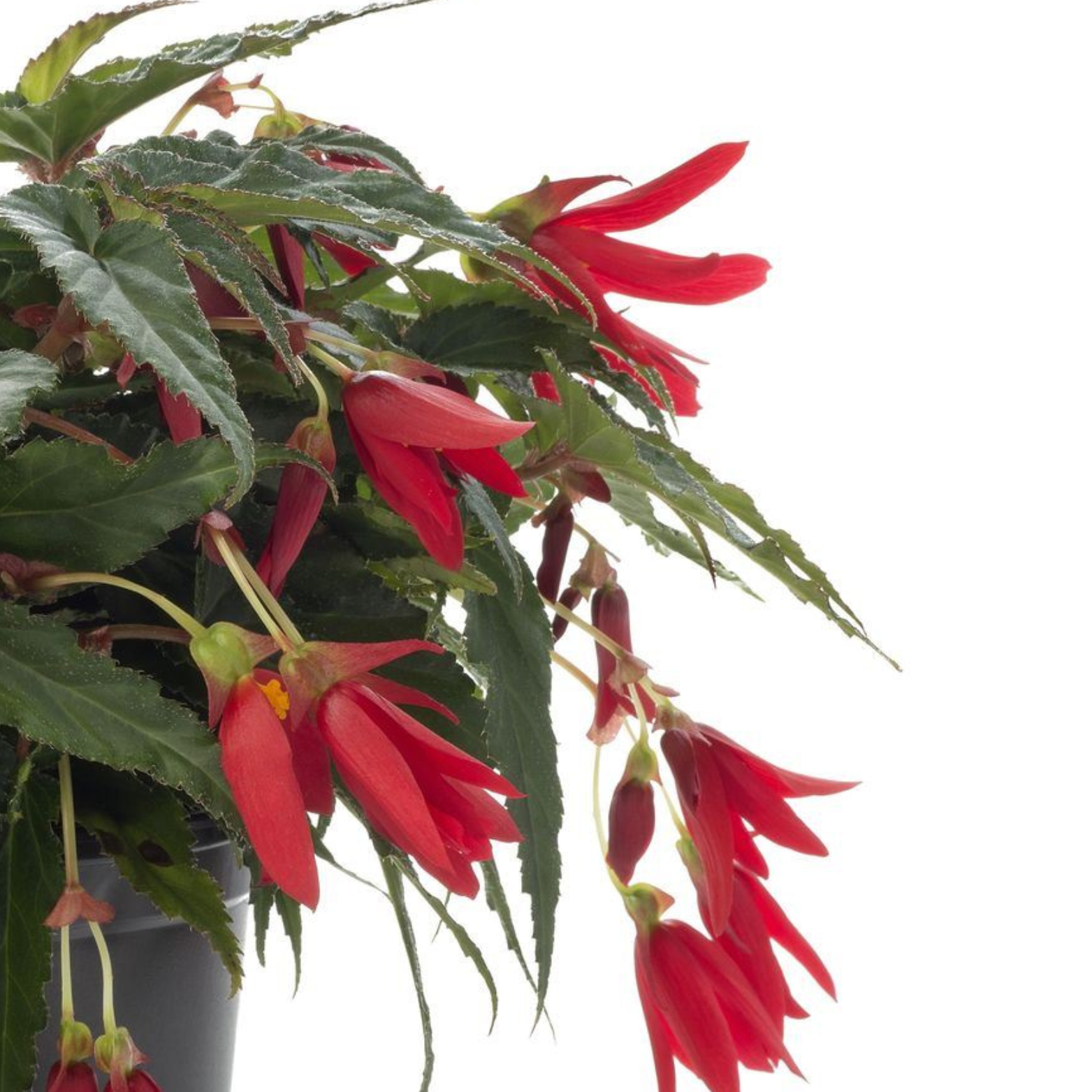 BEGONIA BOLIVIENSIS 'WATERFALL' Red, Begonia