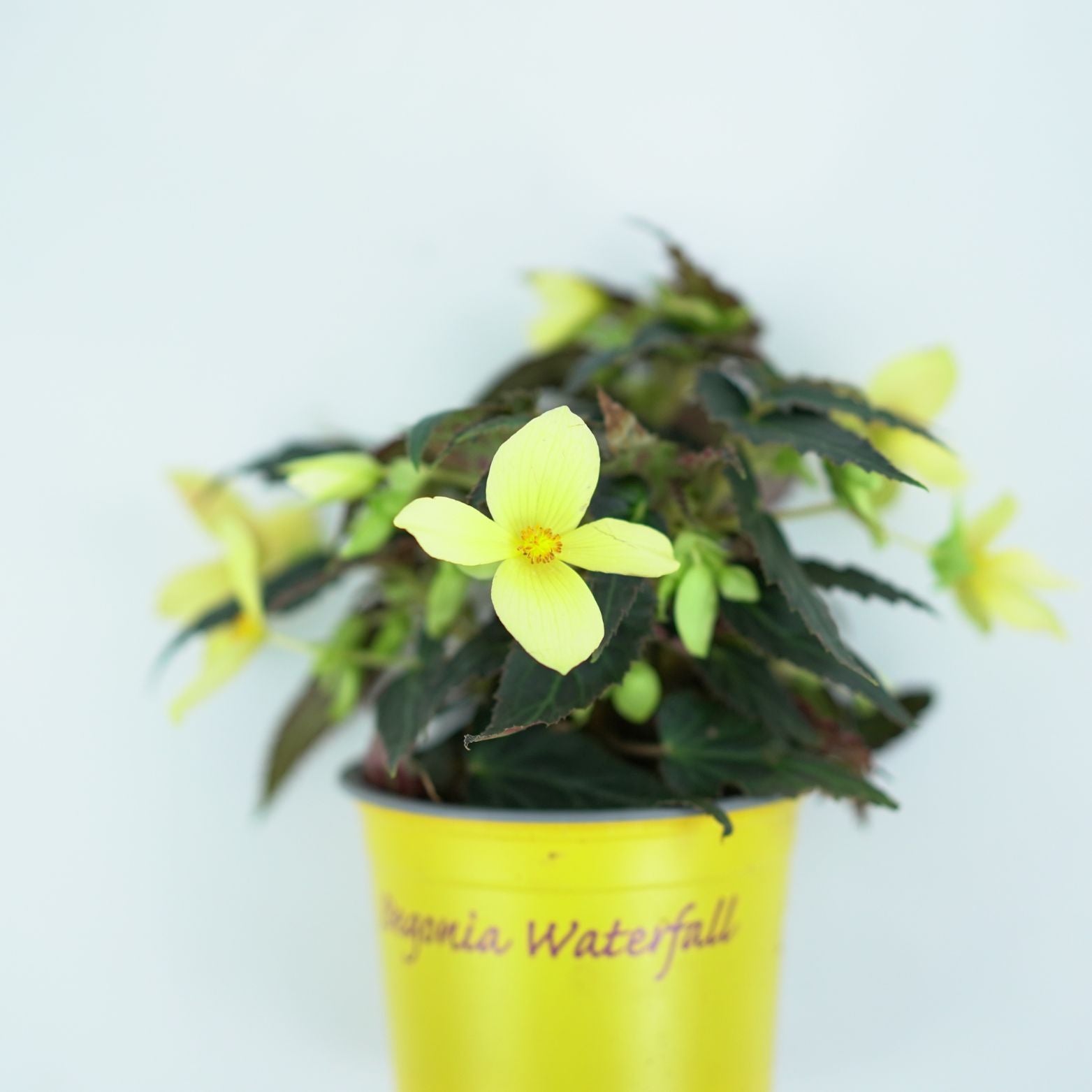 BEGONIA BOLIVIENSIS Lemon, Begonia
