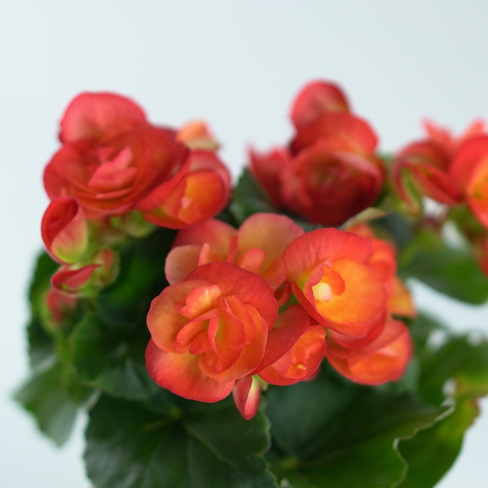 BEGONIA ELIATOR 'SOLENIA' Begonia wyniosła