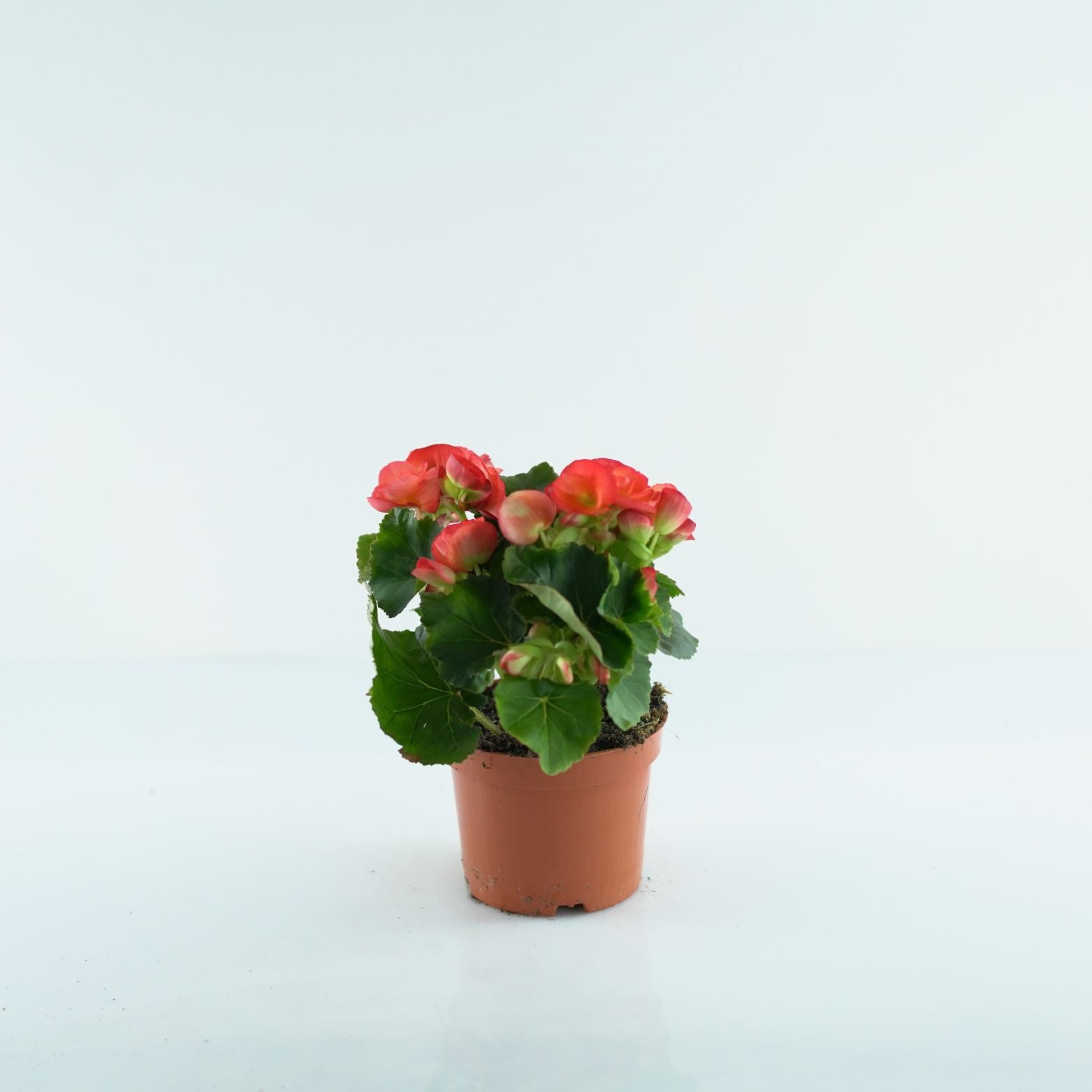 BEGONIA ELIATOR 'SOLENIA' Begonia wyniosła