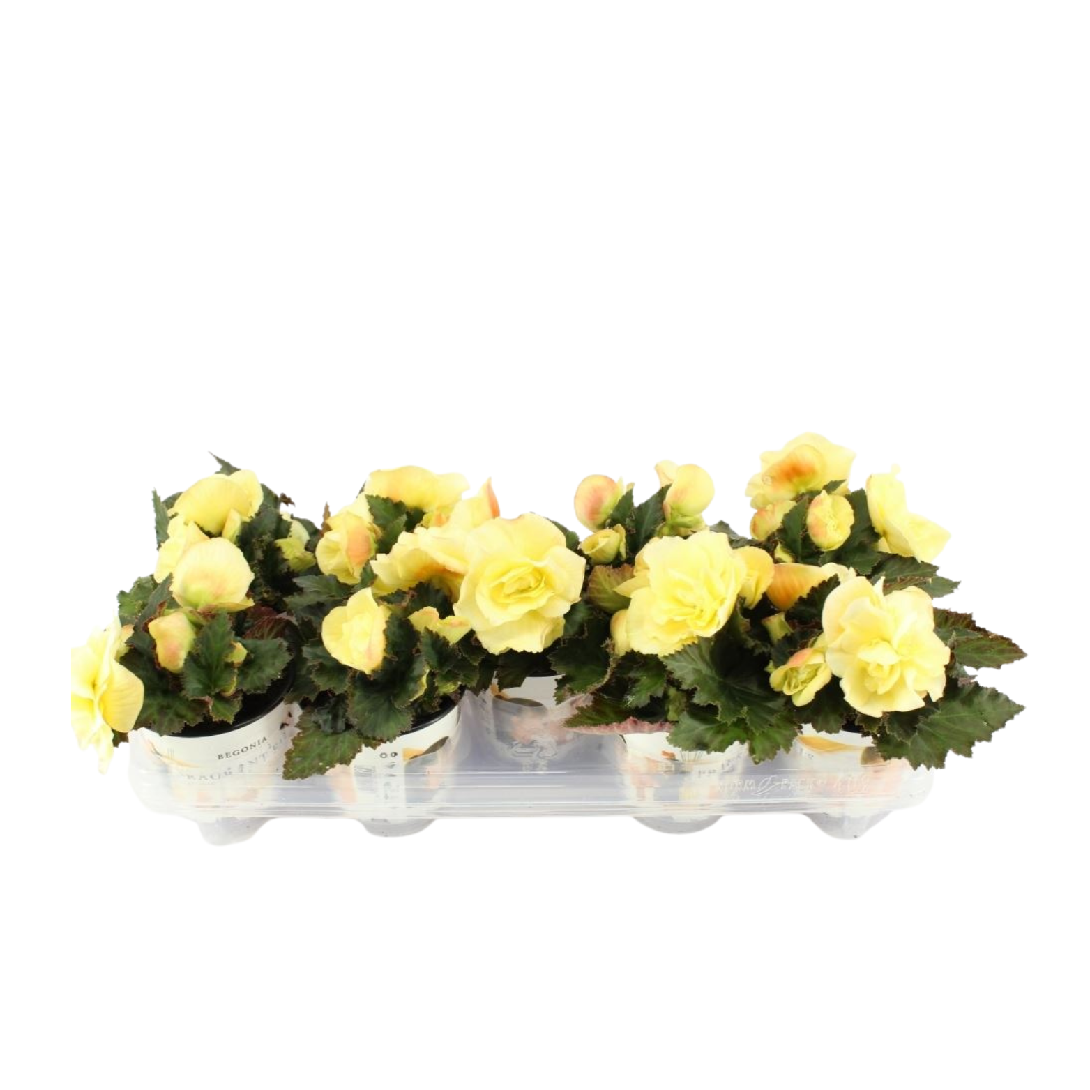 BEGONIA 'FRAGRANT FALLS' dwa kolory, Begonia