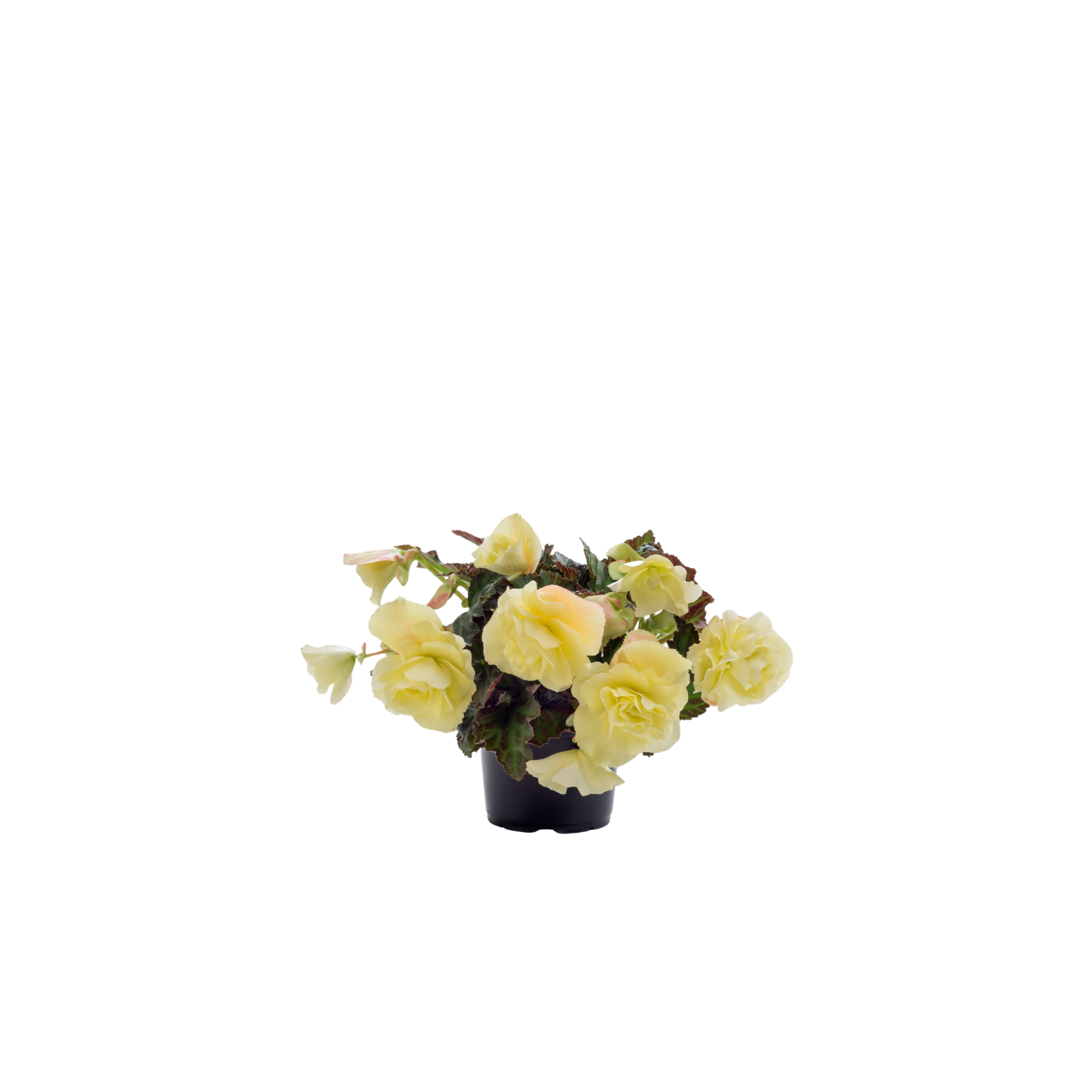 BEGONIA 'FRAGRANT FALLS' dwa kolory, Begonia