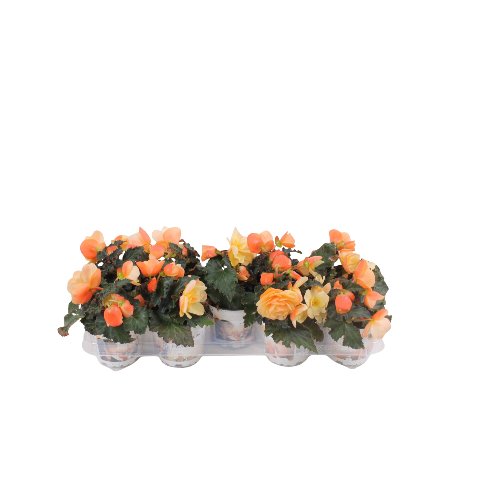 BEGONIA 'FRAGRANT FALLS' dwa kolory, Begonia
