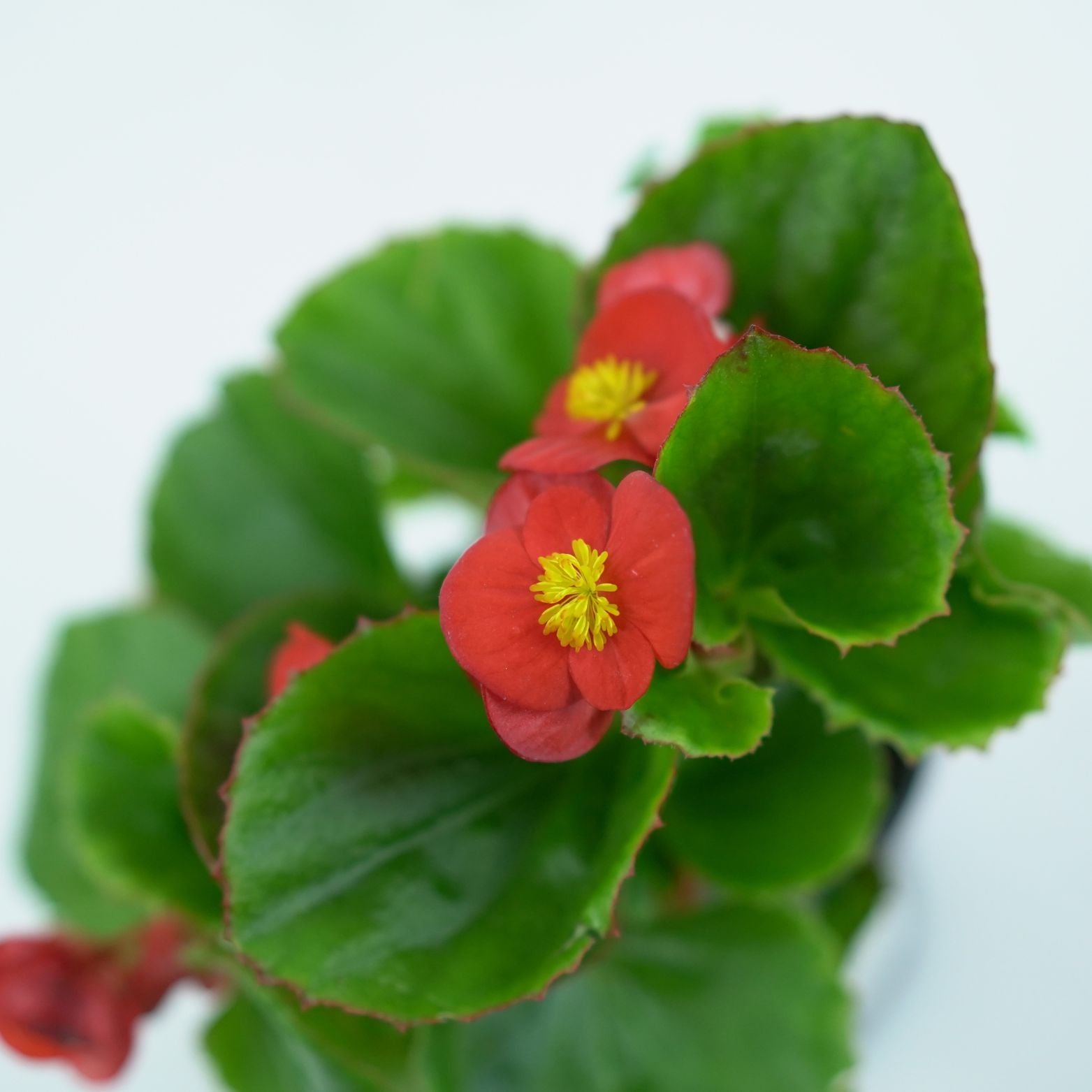 BEGONIA SEMPERFLORENS Begonia wiecznie kwitnąca