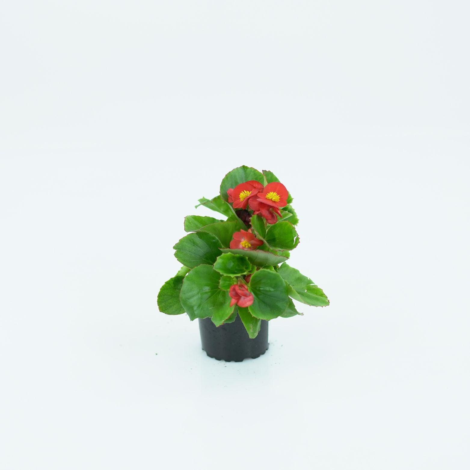 BEGONIA SEMPERFLORENS Begonia wiecznie kwitnąca