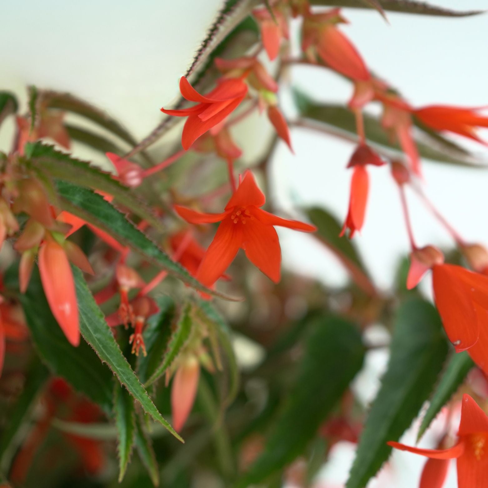 BEGONIA TUBERHYBRIDA 'BONFIRE' Begonia