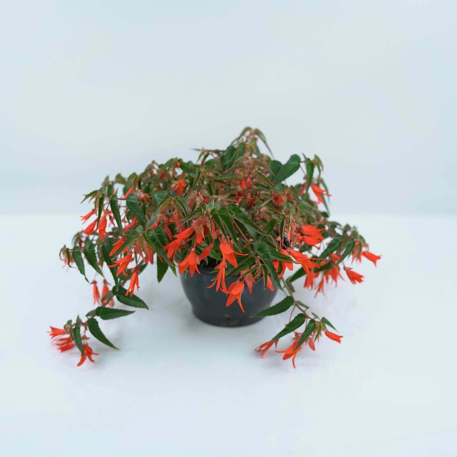 BEGONIA TUBERHYBRIDA 'BONFIRE' Begonia