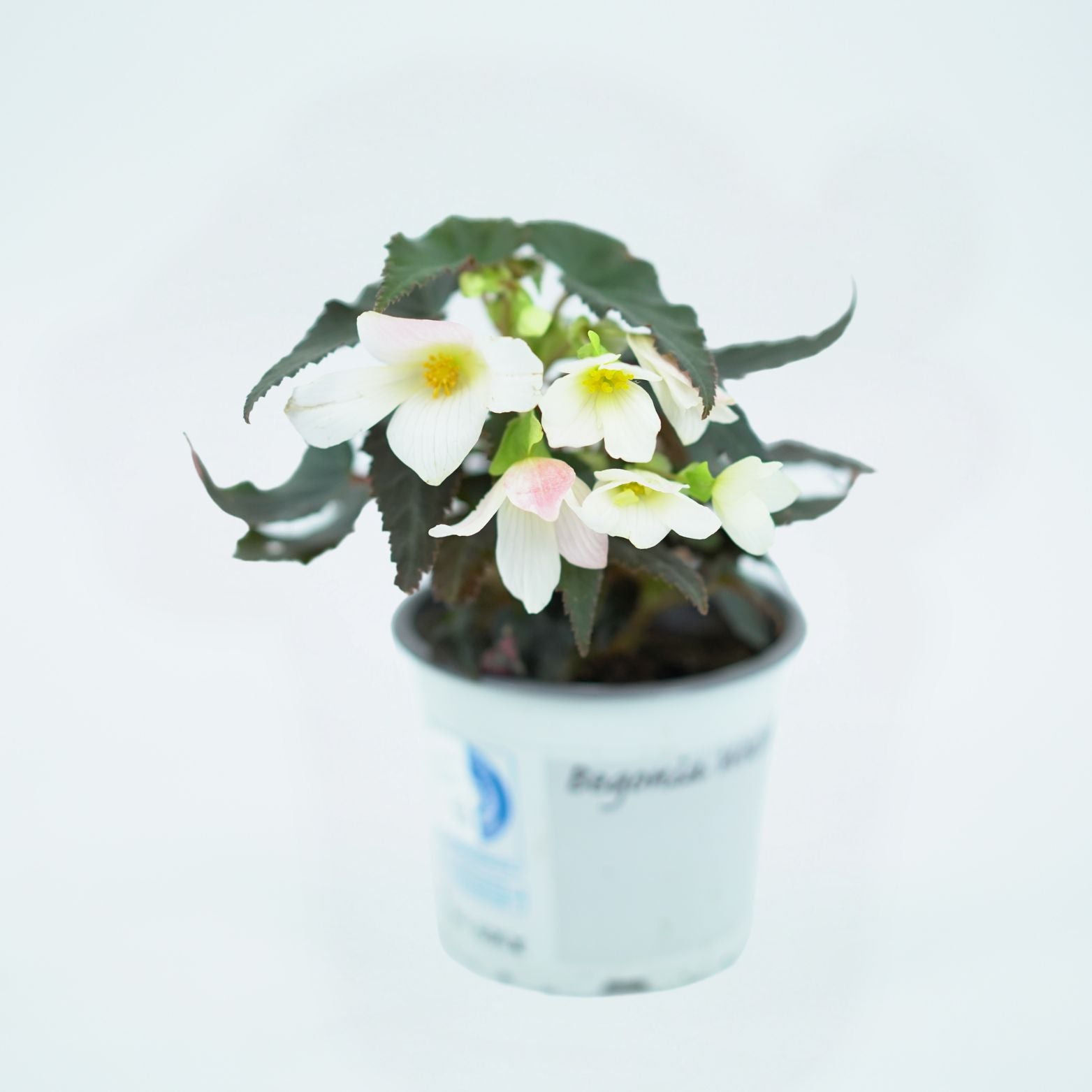 BEGONIA TUBERHYBRIDA 'WATERFALL' Begonia