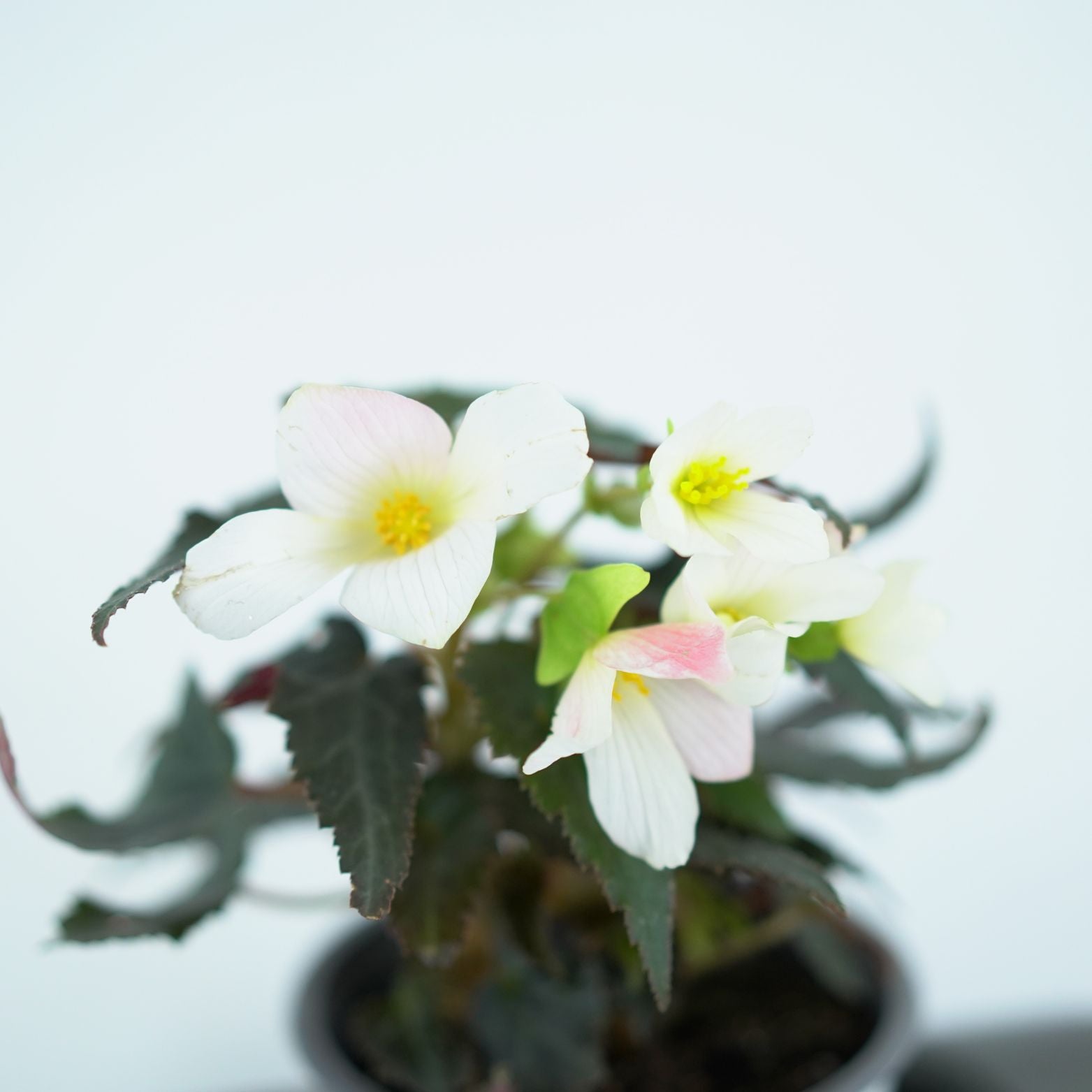 BEGONIA TUBERHYBRIDA 'WATERFALL' Begonia
