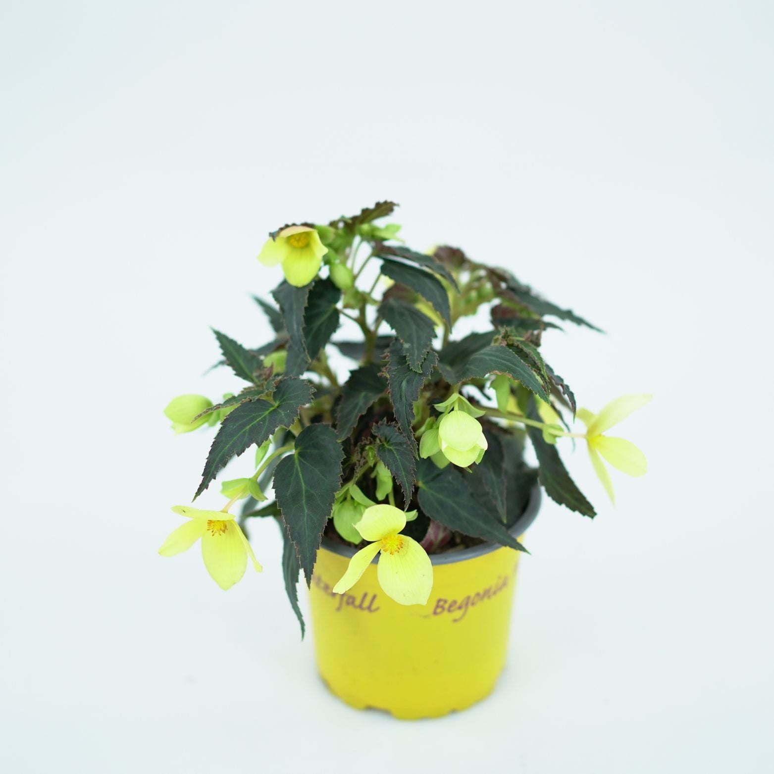 BEGONIA TUBERHYBRIDA 'WATERFALL' Begonia