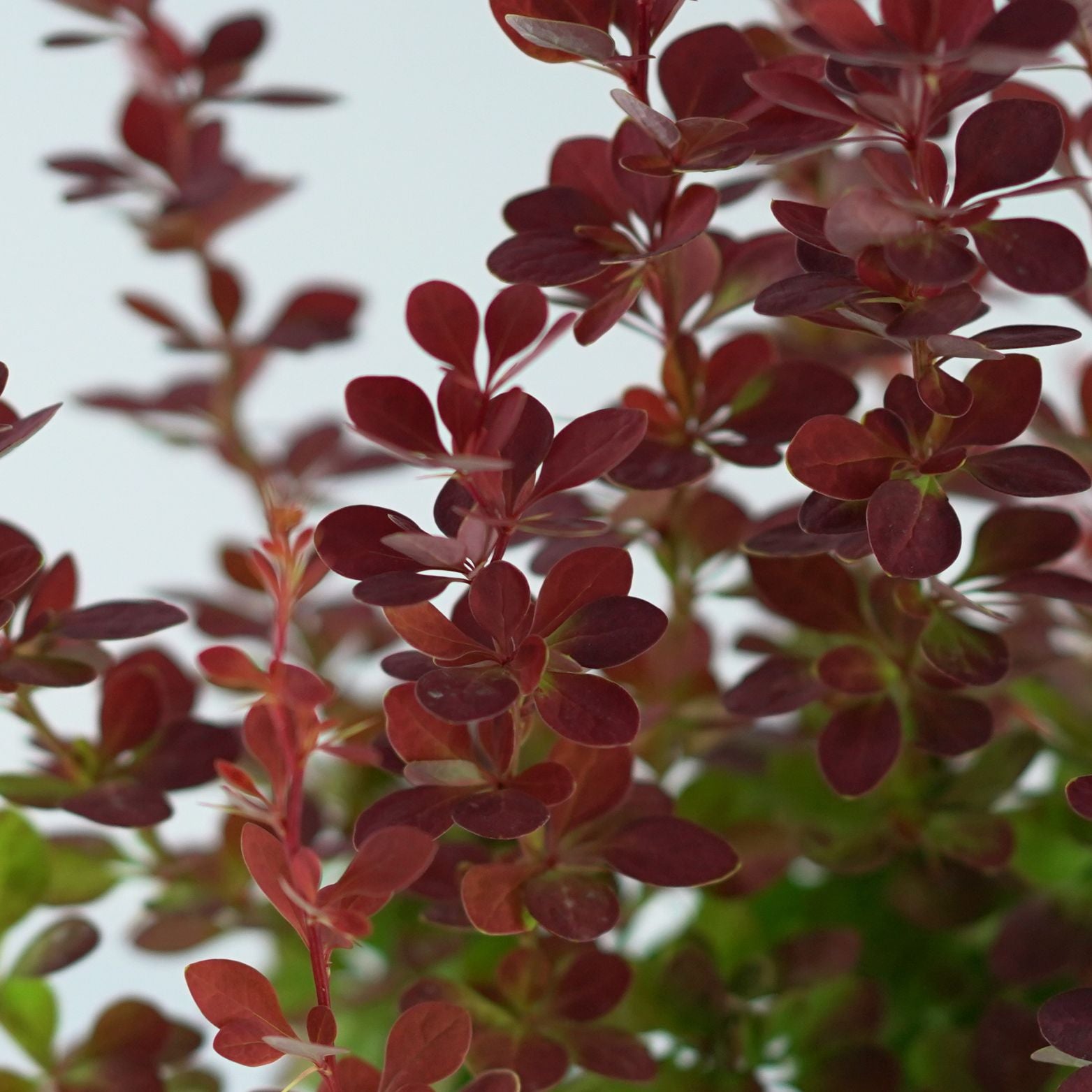 BERBERIS THUNBERGII 'Orange Sunrise' Berberys