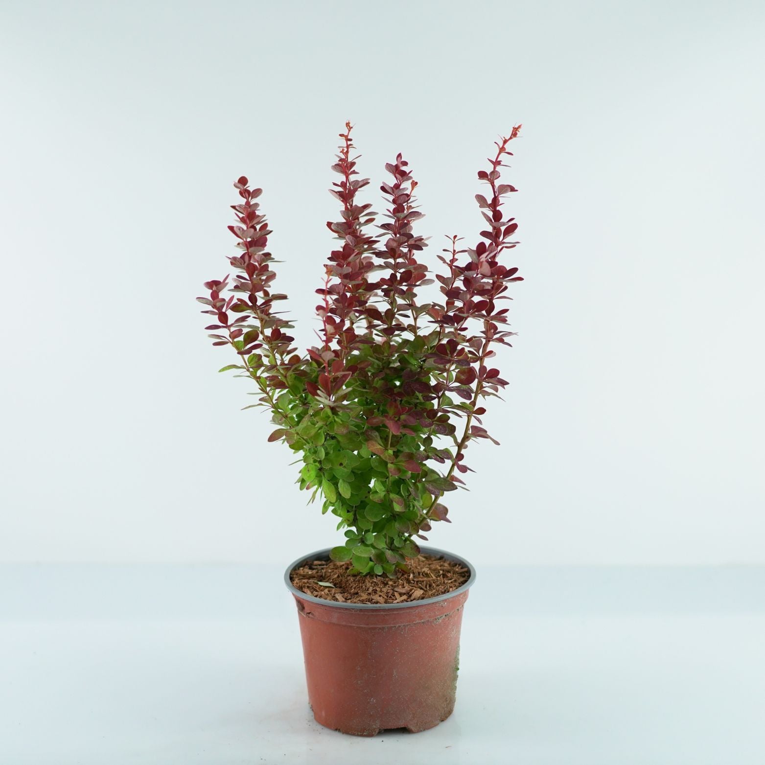 BERBERIS THUNBERGII 'Orange Sunrise' Berberys
