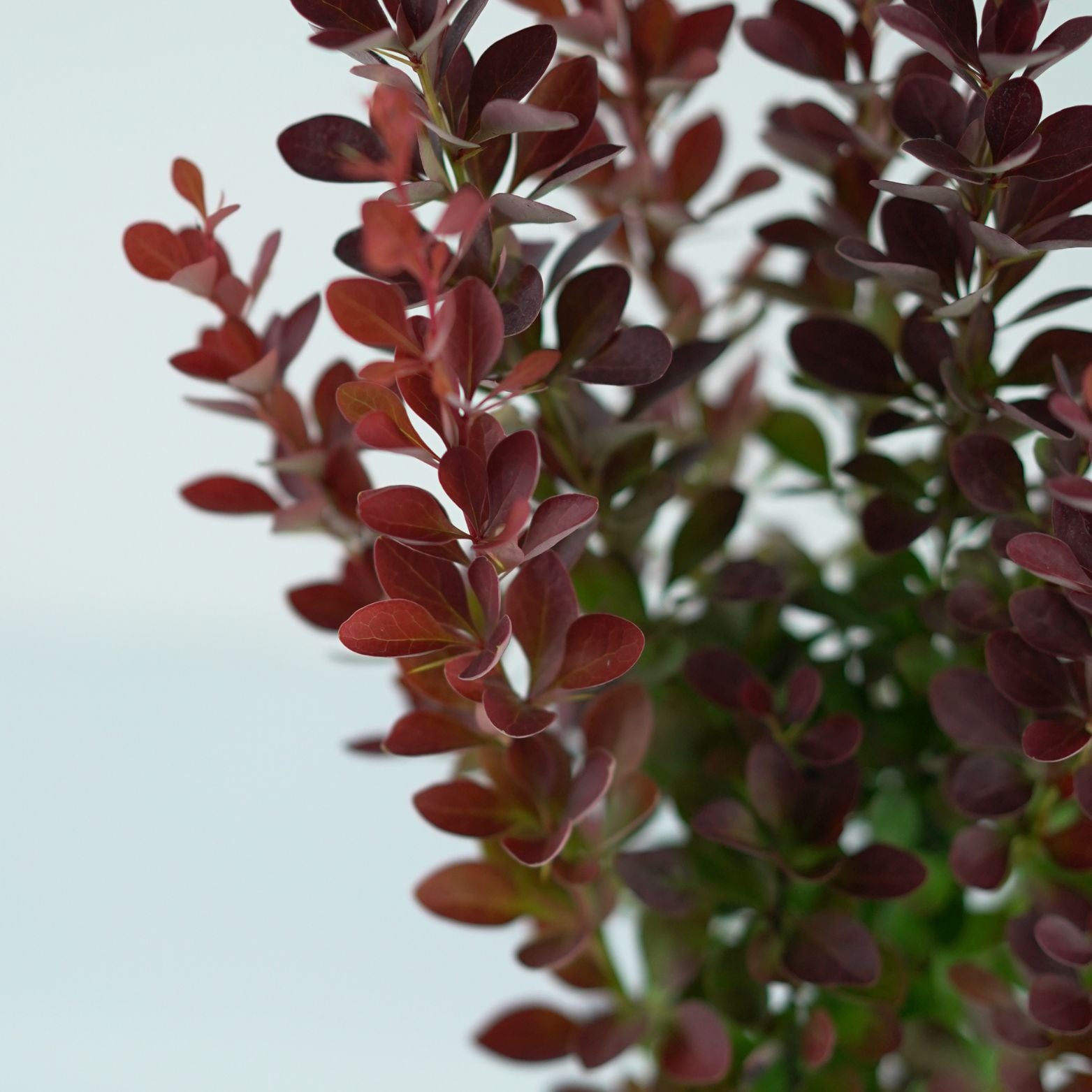 BERBERIS THUNBERGII 'Red Pillar' Berberys