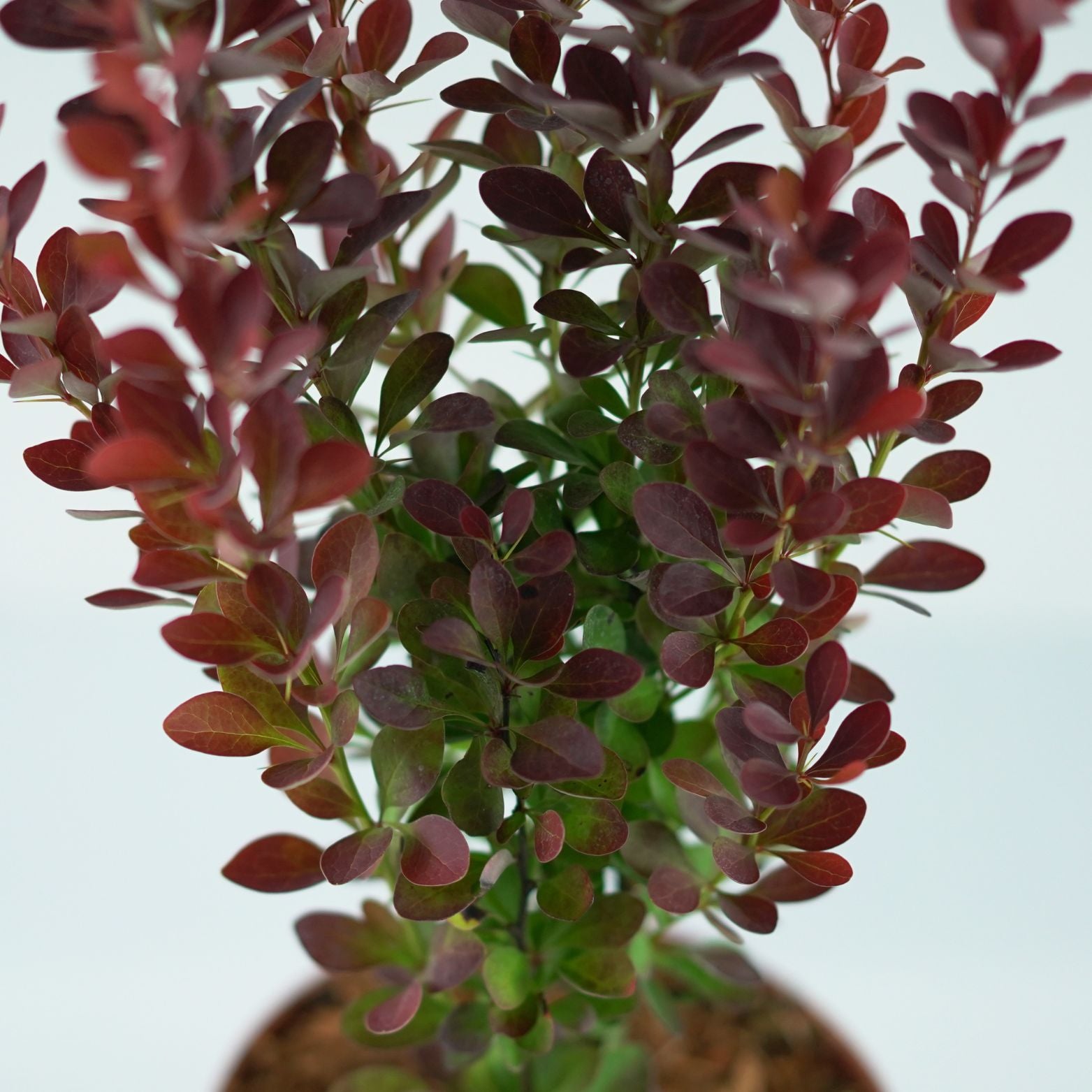 BERBERIS THUNBERGII 'Red Pillar' Berberys