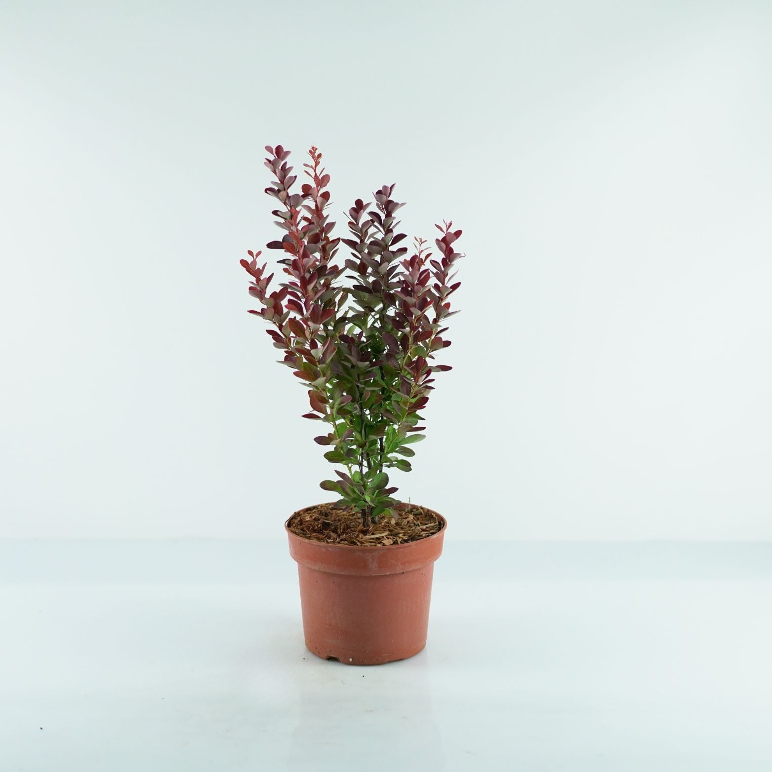 BERBERIS THUNBERGII 'Red Pillar' Berberys