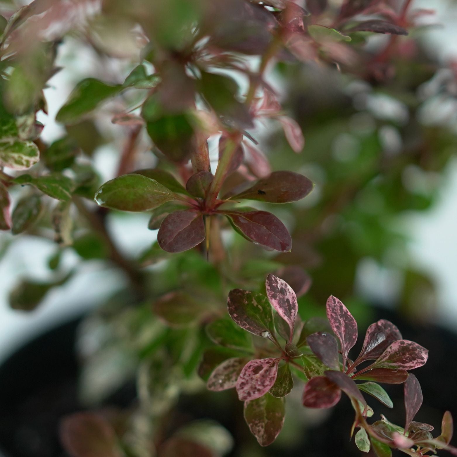 BERBERIS THUNBERGII 'Flamingo' Berberys