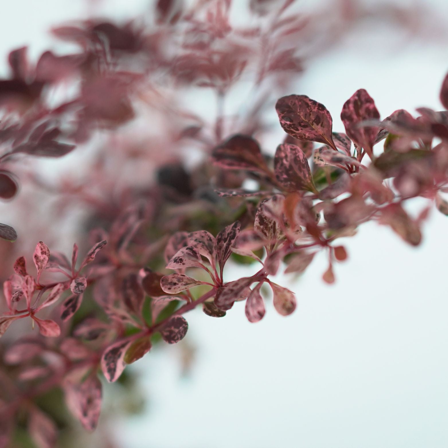 BERBERIS THUNBERGII 'Flamingo' Berberys