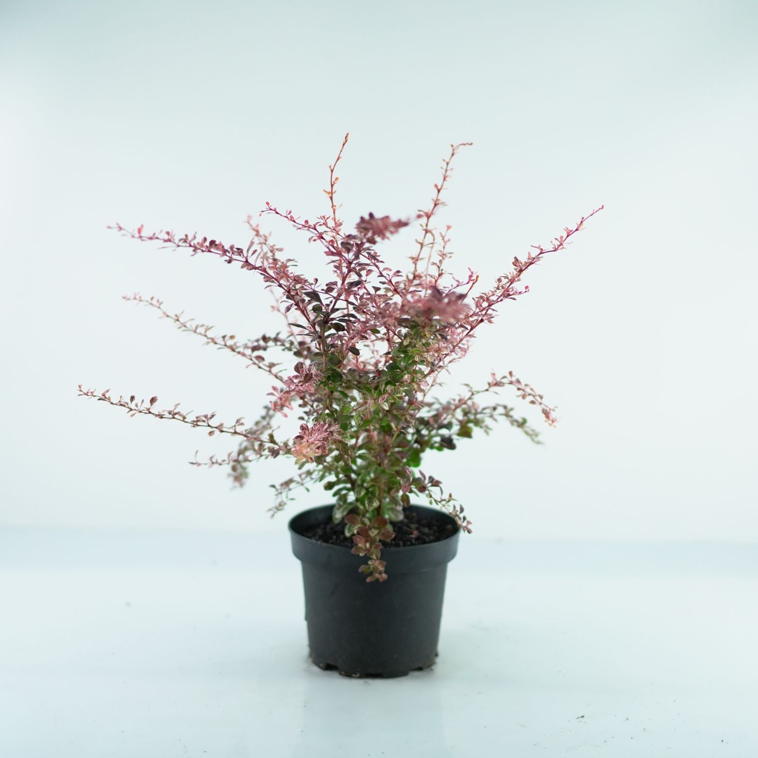 BERBERIS THUNBERGII 'Flamingo' Berberys