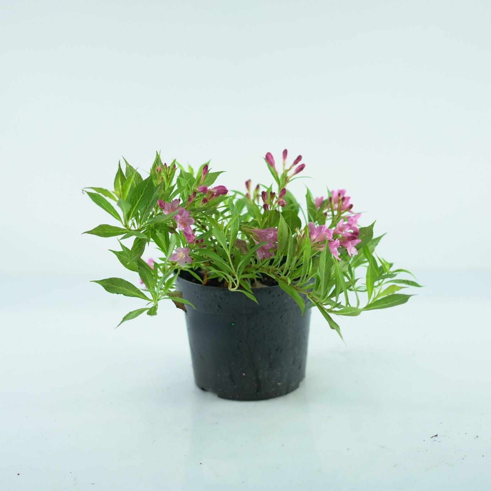 WEIGELA 'Picobella Rosa' Krzewuszka