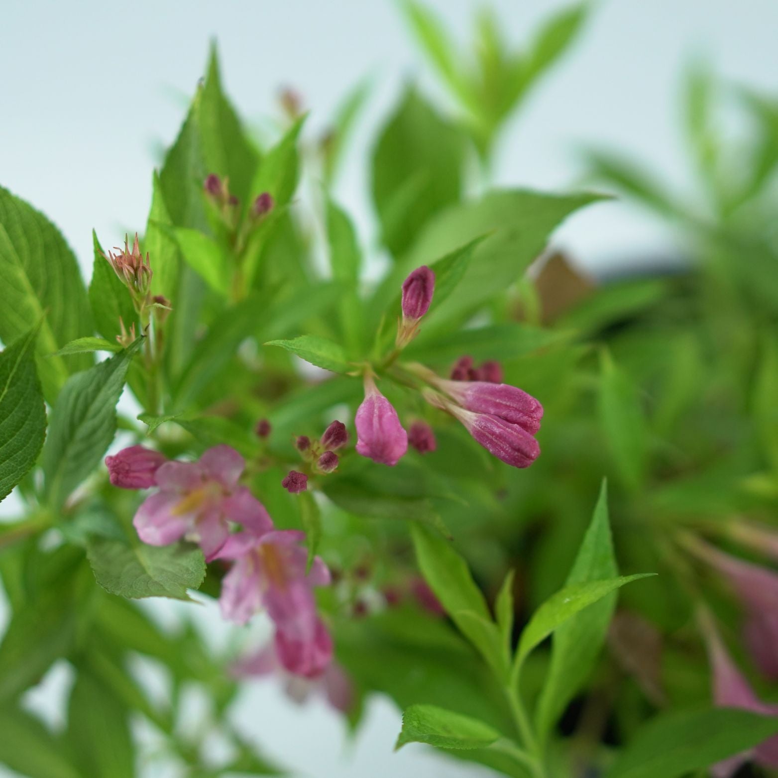 WEIGELA 'Picobella Rosa' Krzewuszka