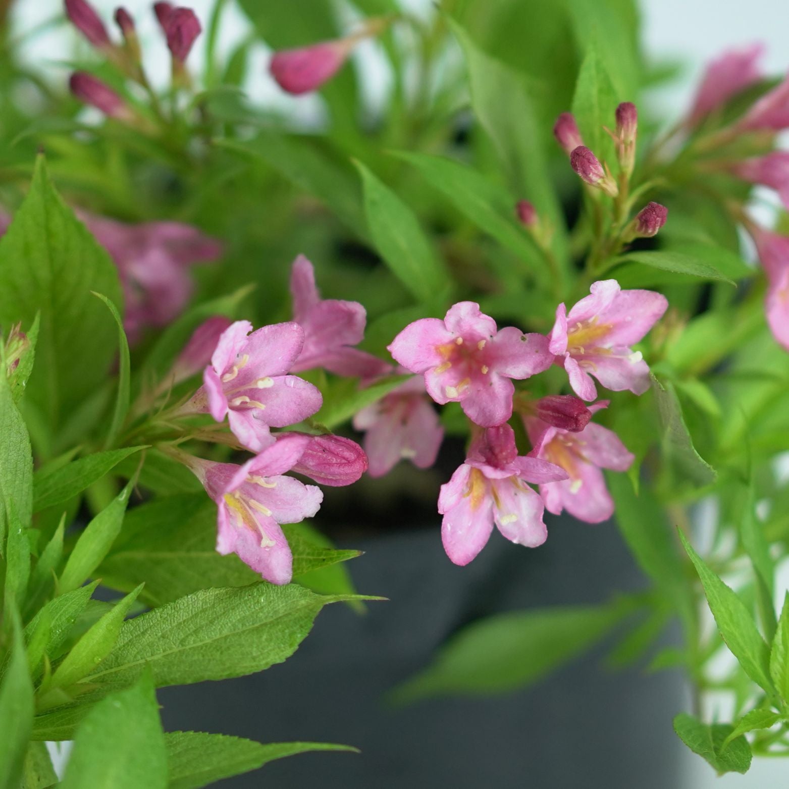WEIGELA 'Picobella Rosa' Krzewuszka