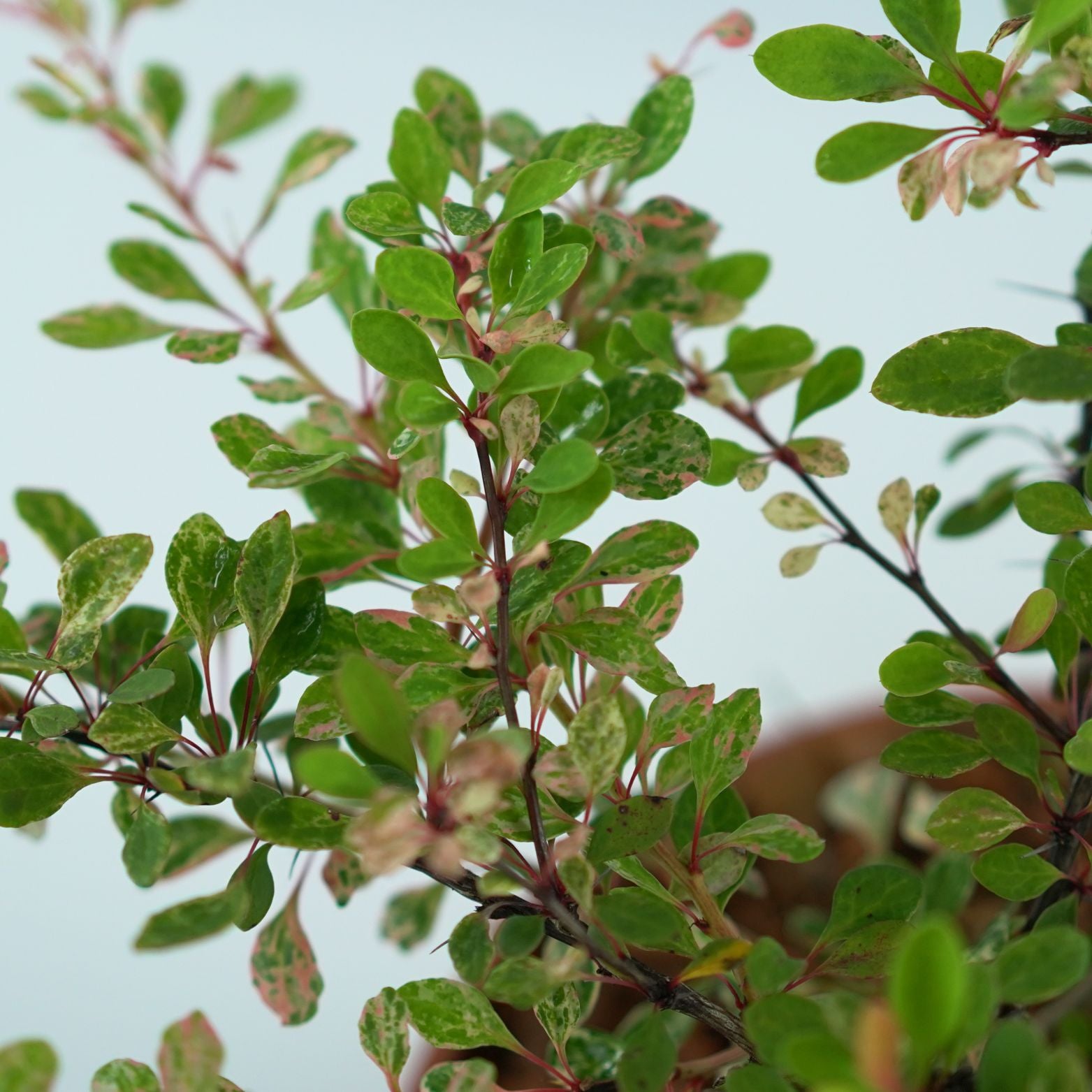 BERBERIS THUNBERGII 'Natasza' Berberys