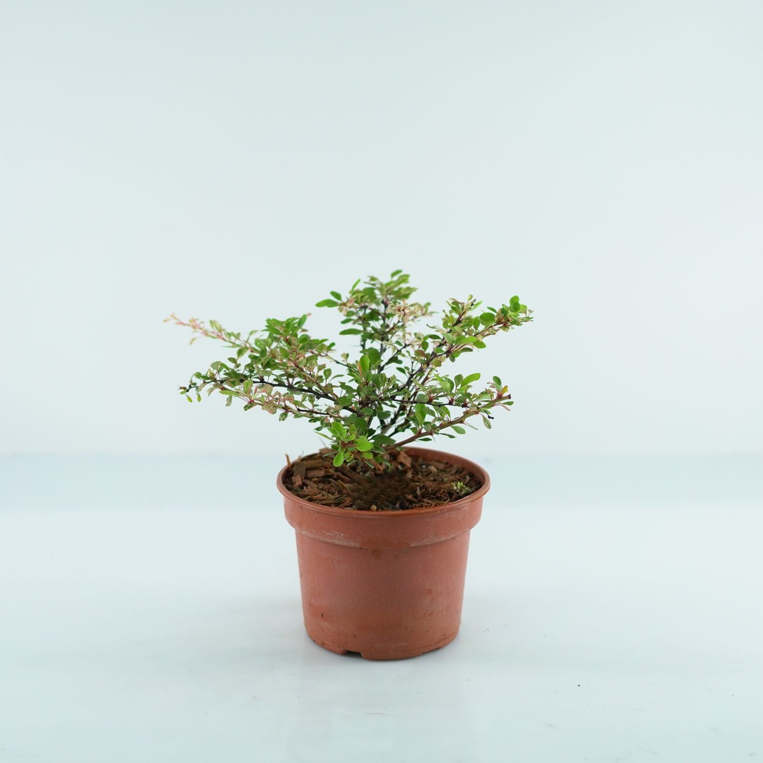 BERBERIS THUNBERGII 'Natasza' Berberys