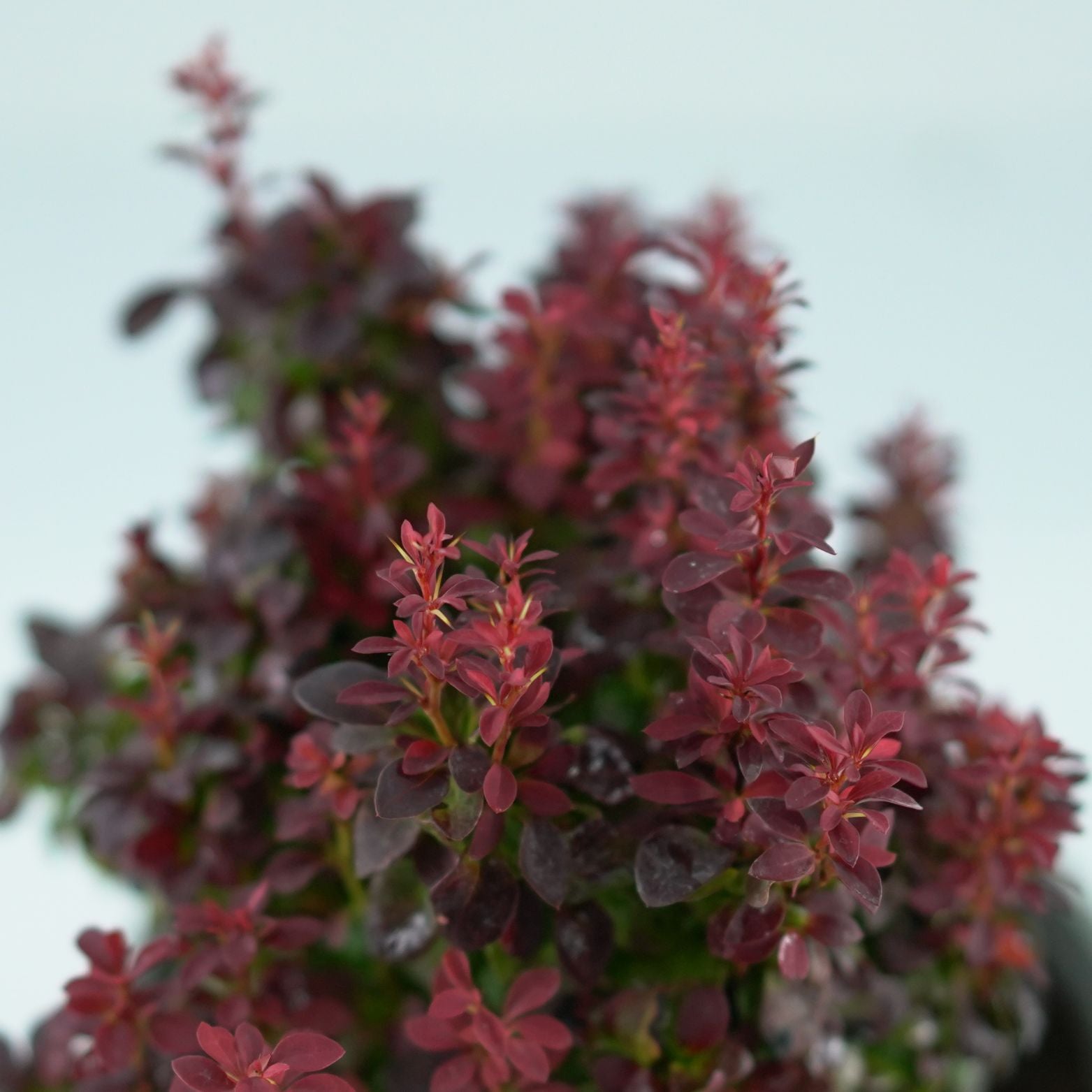 BERBERIS THUNBERGII 'Ruby Cloud' Berberys