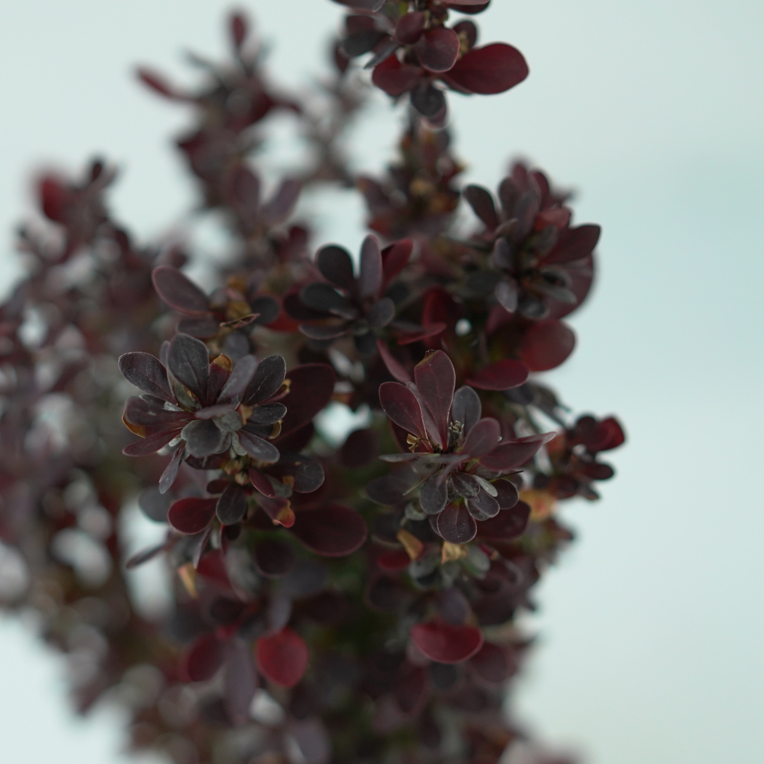 BERBERIS THUNBERGA 'HELMON PILLAR' Berberys