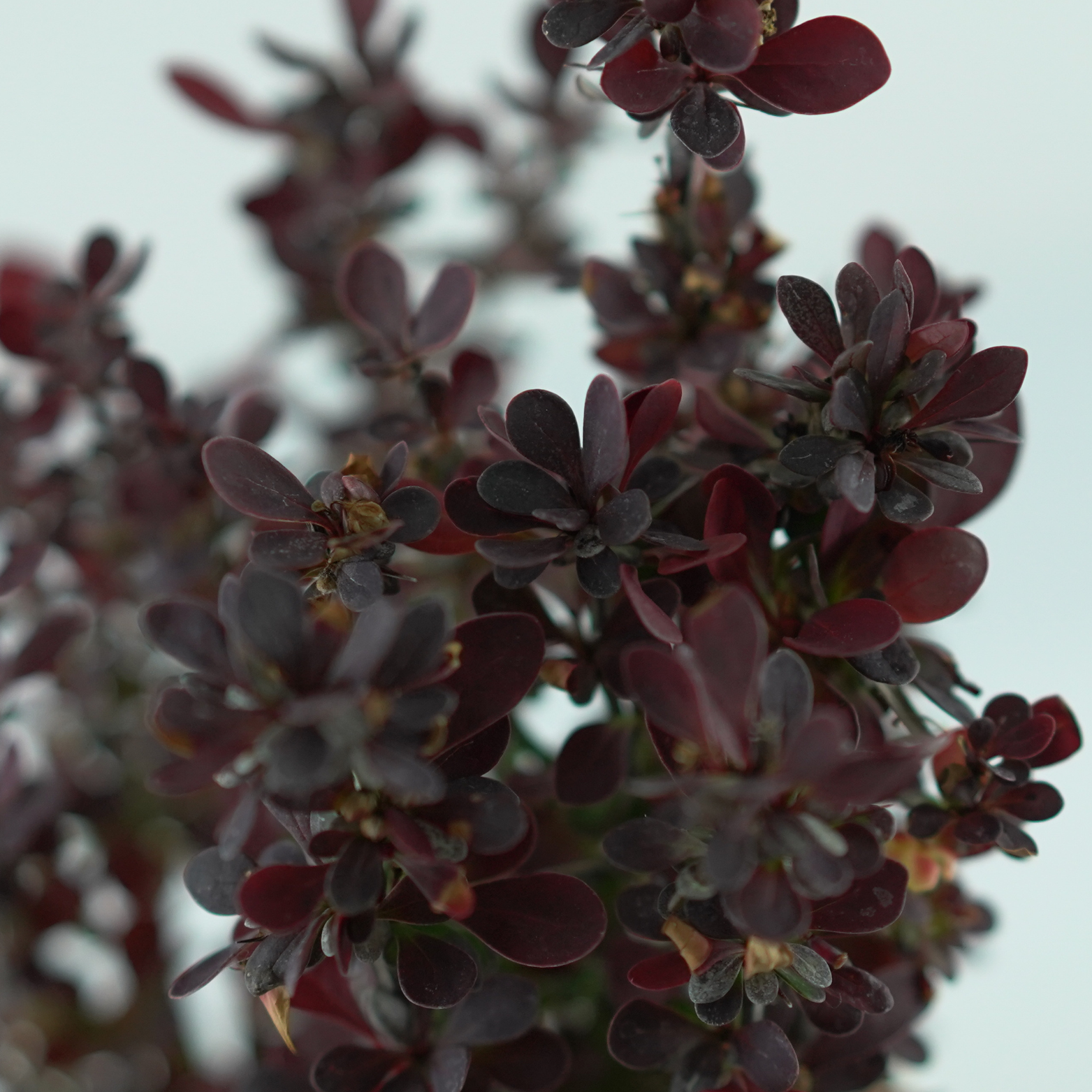 BERBERIS THUNBERGA 'HELMON PILLAR' Berberys