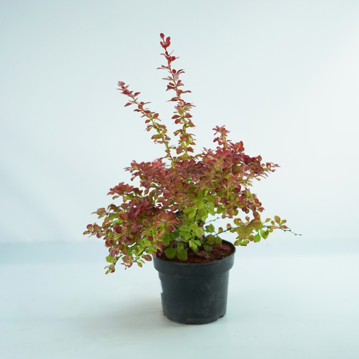 BERBERIS THUNBERGII 'MARYLKA' Berberys