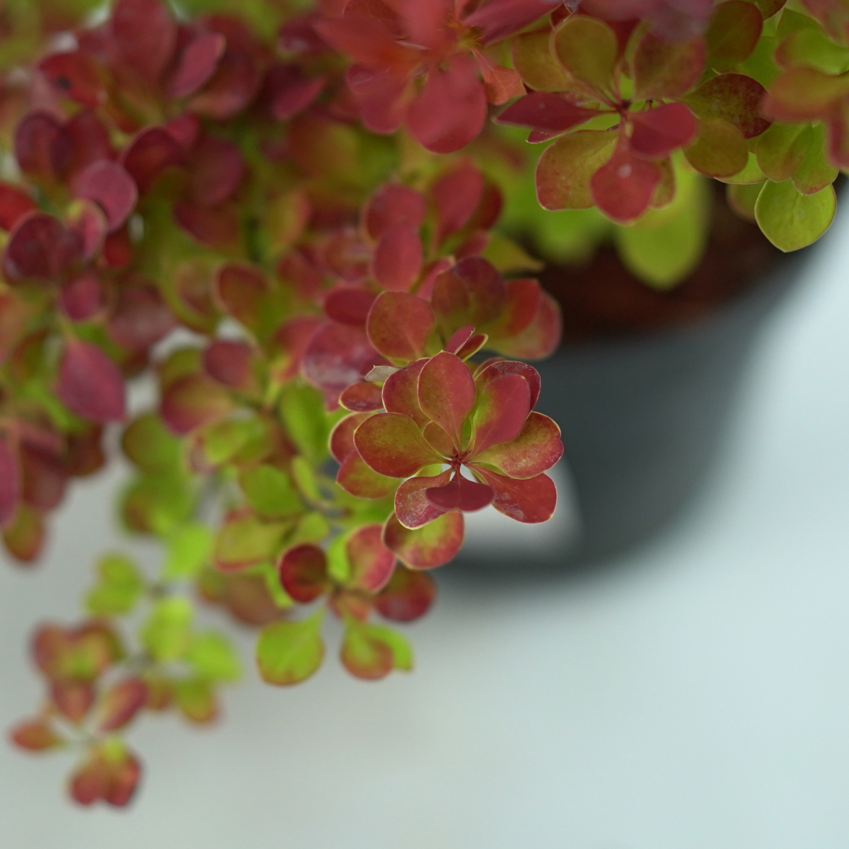 BERBERIS THUNBERGII 'MARYLKA' Berberys