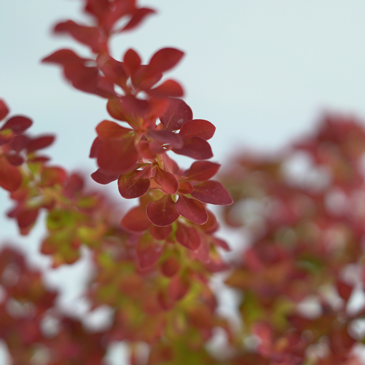 BERBERIS THUNBERGII 'MARYLKA' Berberys